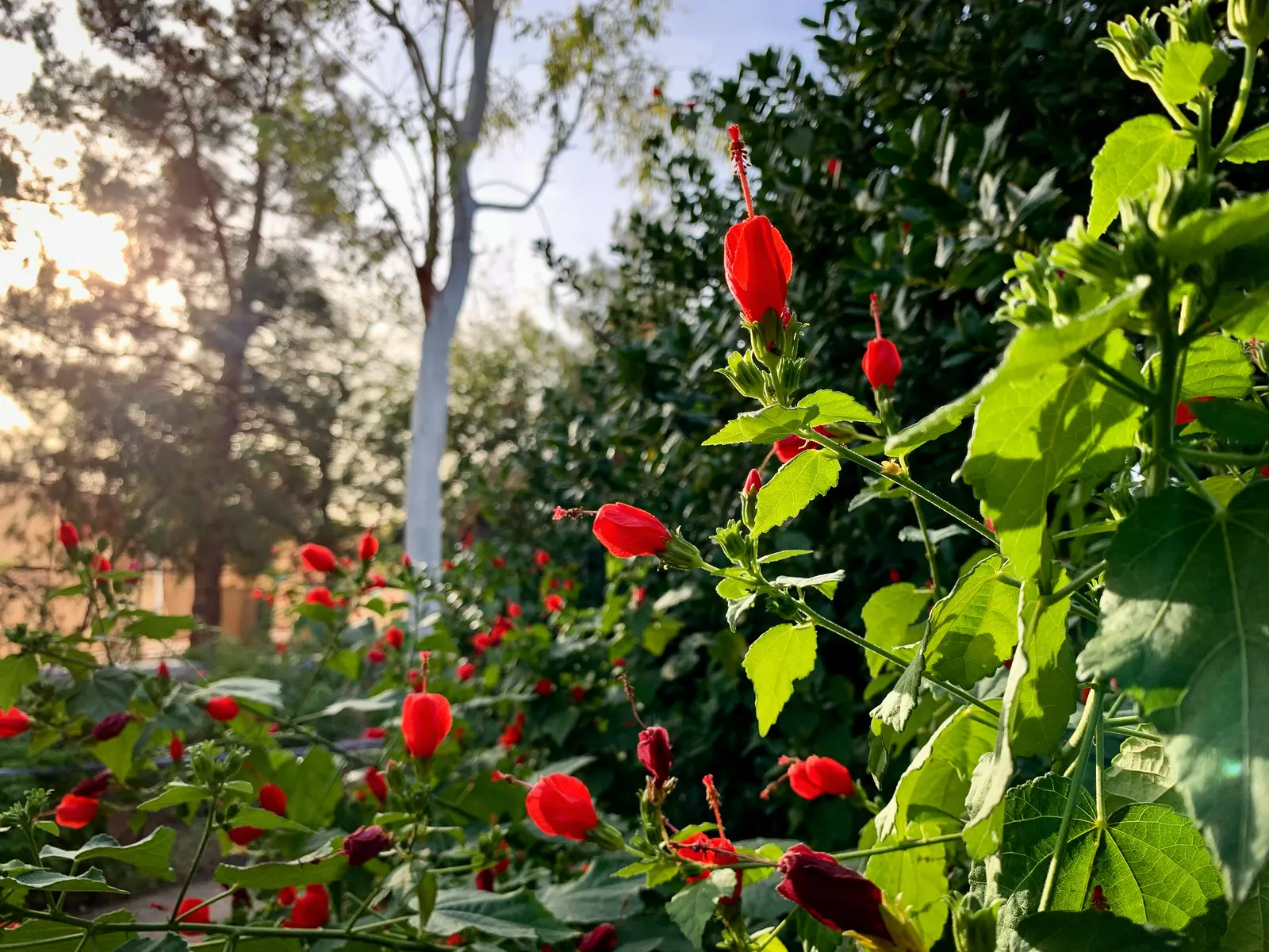 Giant Turk's Cap, Wax Mallow (Malvaviscus Arboreus) — red flowers in the garden