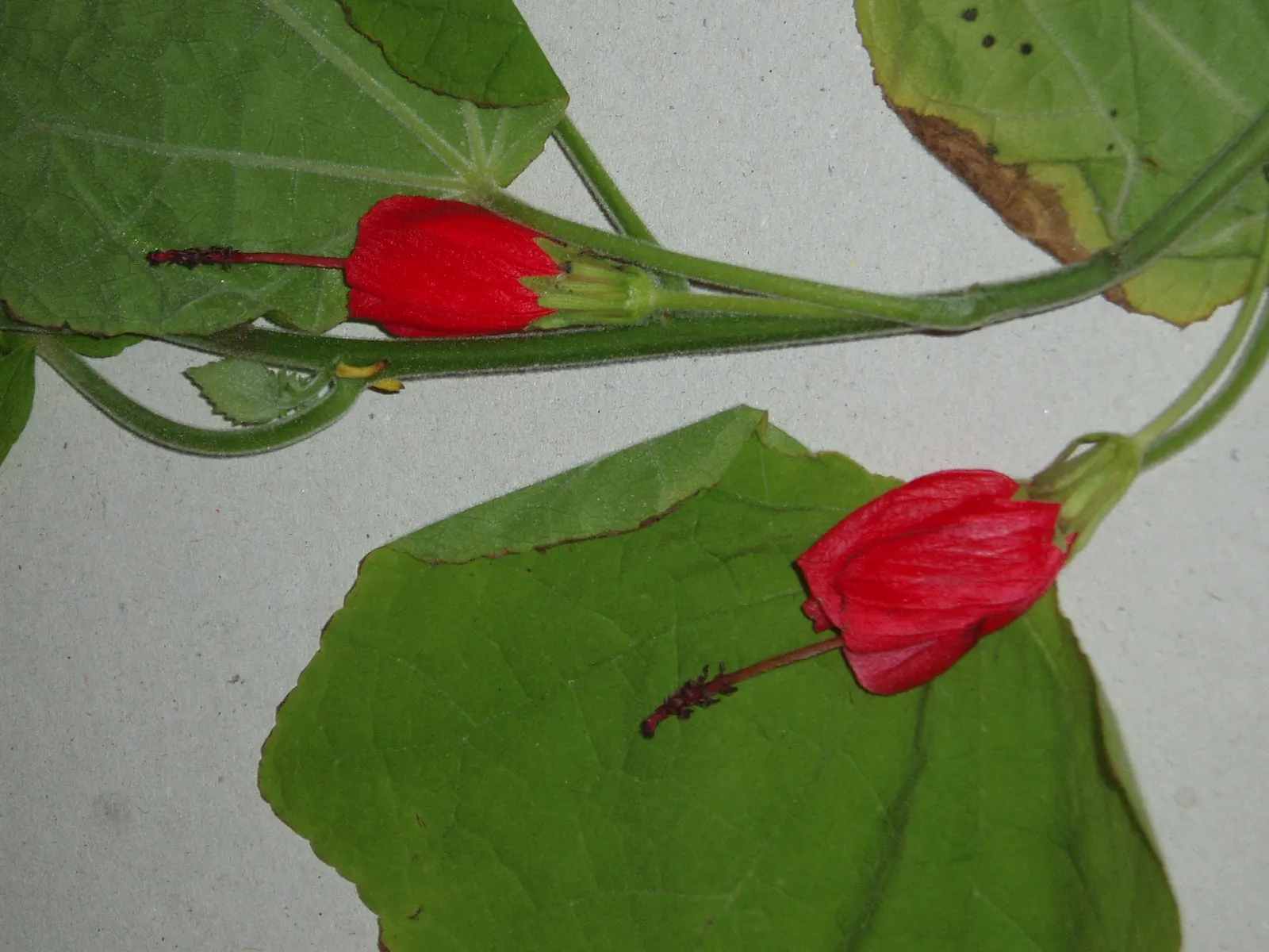 Giant Turk's Cap, Wax Mallow (Malvaviscus Arboreus) — red flowers in the garden; about 2 to 3 inches in length