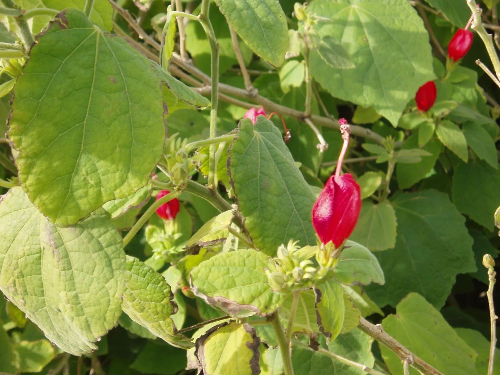 Giant Turk's Cap, Wax Mallow (Malvaviscus Arboreus) — which grow up to 6 inches in length