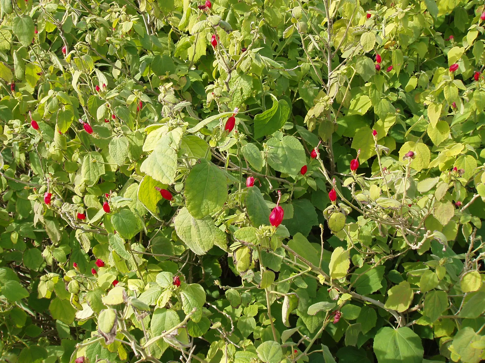 Giant Turk's Cap, Wax Mallow (Malvaviscus Arboreus) — In colder regions, the plant can die back to the ground in winter but will typically resurface in spring
