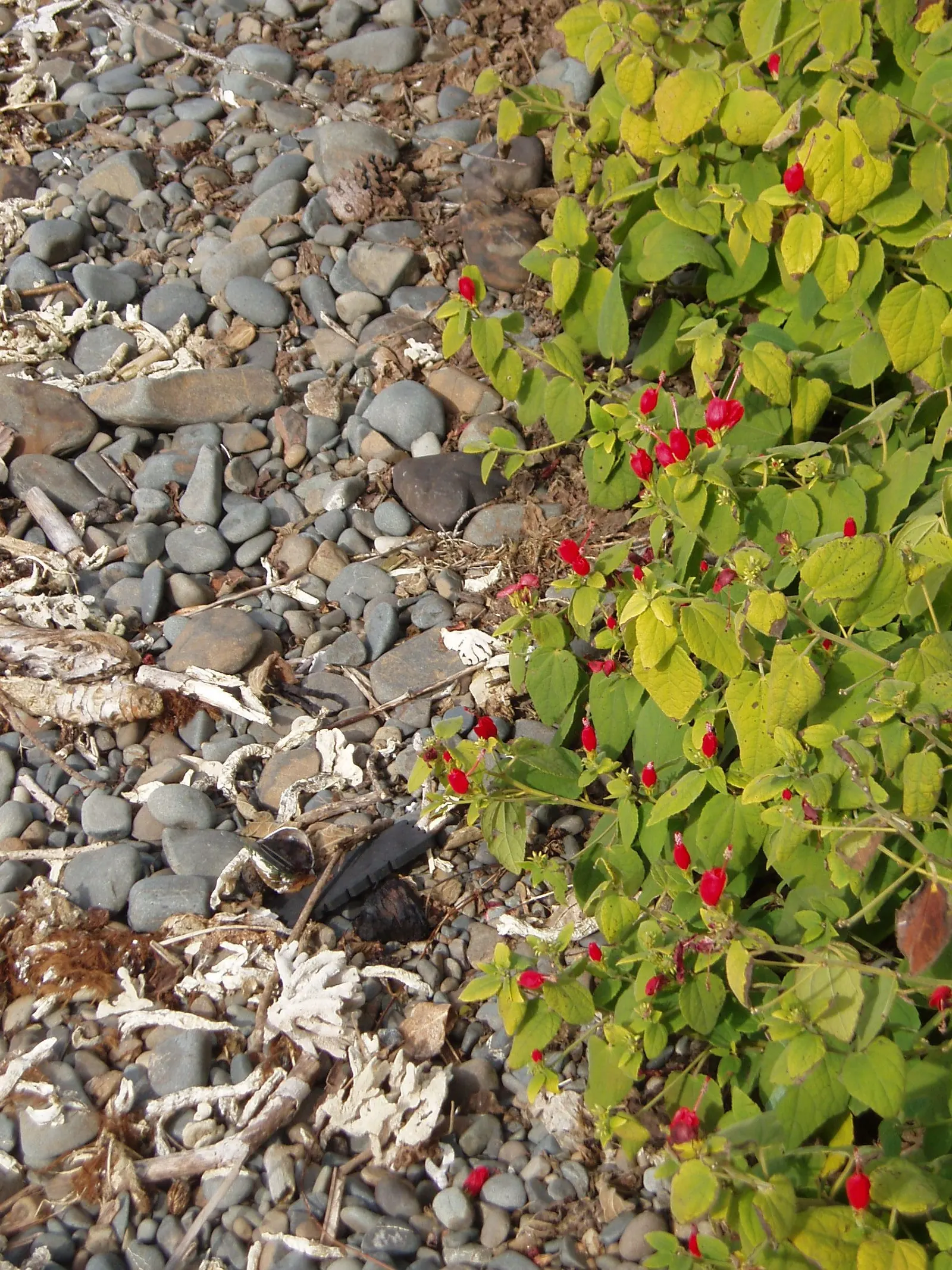 Giant Turk's Cap, Wax Mallow (Malvaviscus Arboreus) — Drought tolerance and low maintenance make it a hardy accent in warm climate landscapes, image 72