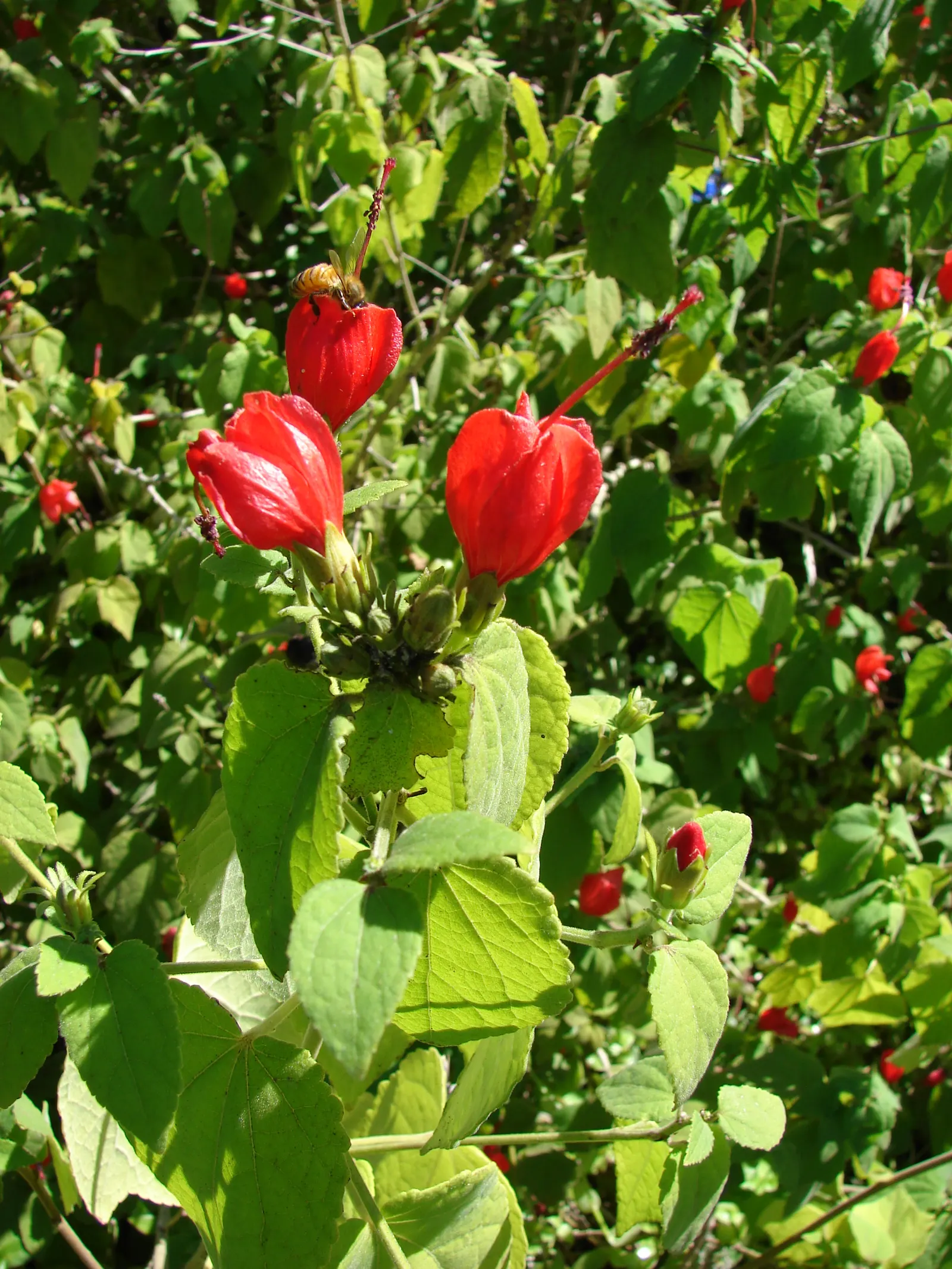 Giant Turk's Cap, Wax Mallow (Malvaviscus Arboreus) — This deciduous perennial is well-regarded for its twisted