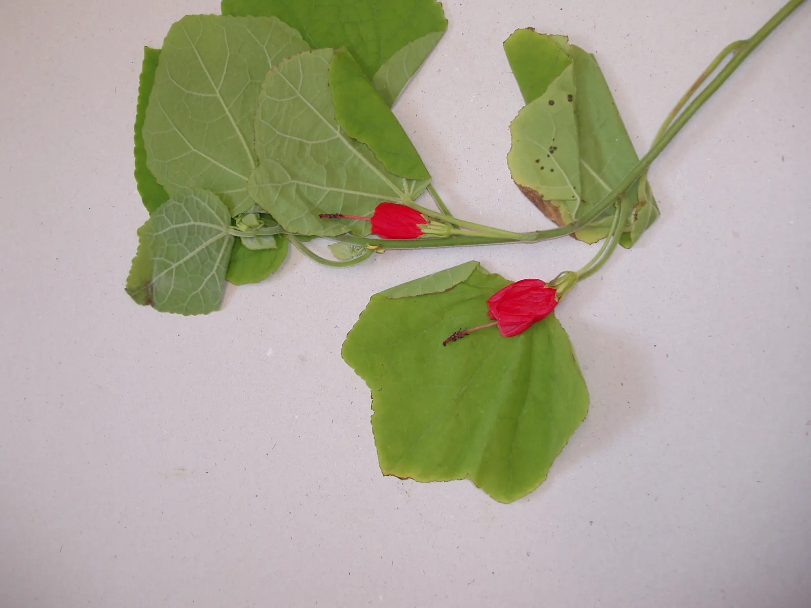 Giant Turk's Cap, Wax Mallow (Malvaviscus Arboreus) — attractive to hummingbirds and butterflies; multi-stemmed bush that can be effectively used, image 67