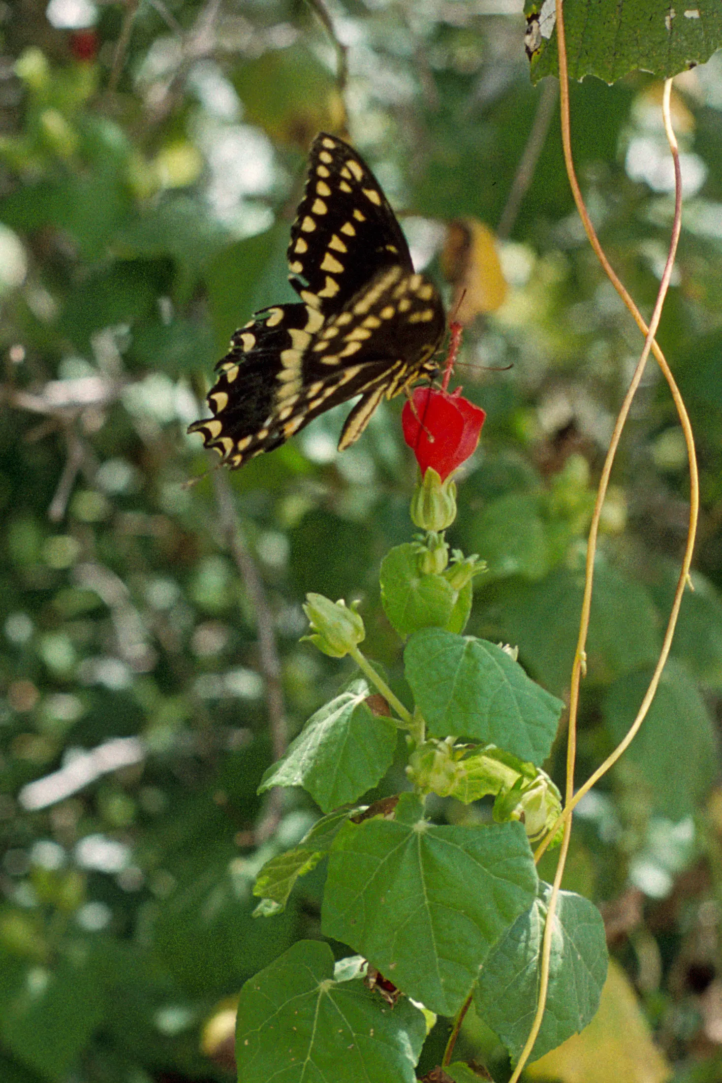 Giant Turk's Cap, Wax Mallow (Malvaviscus Arboreus) — This robust evergreen shrub flourishes in full sun to partial shade