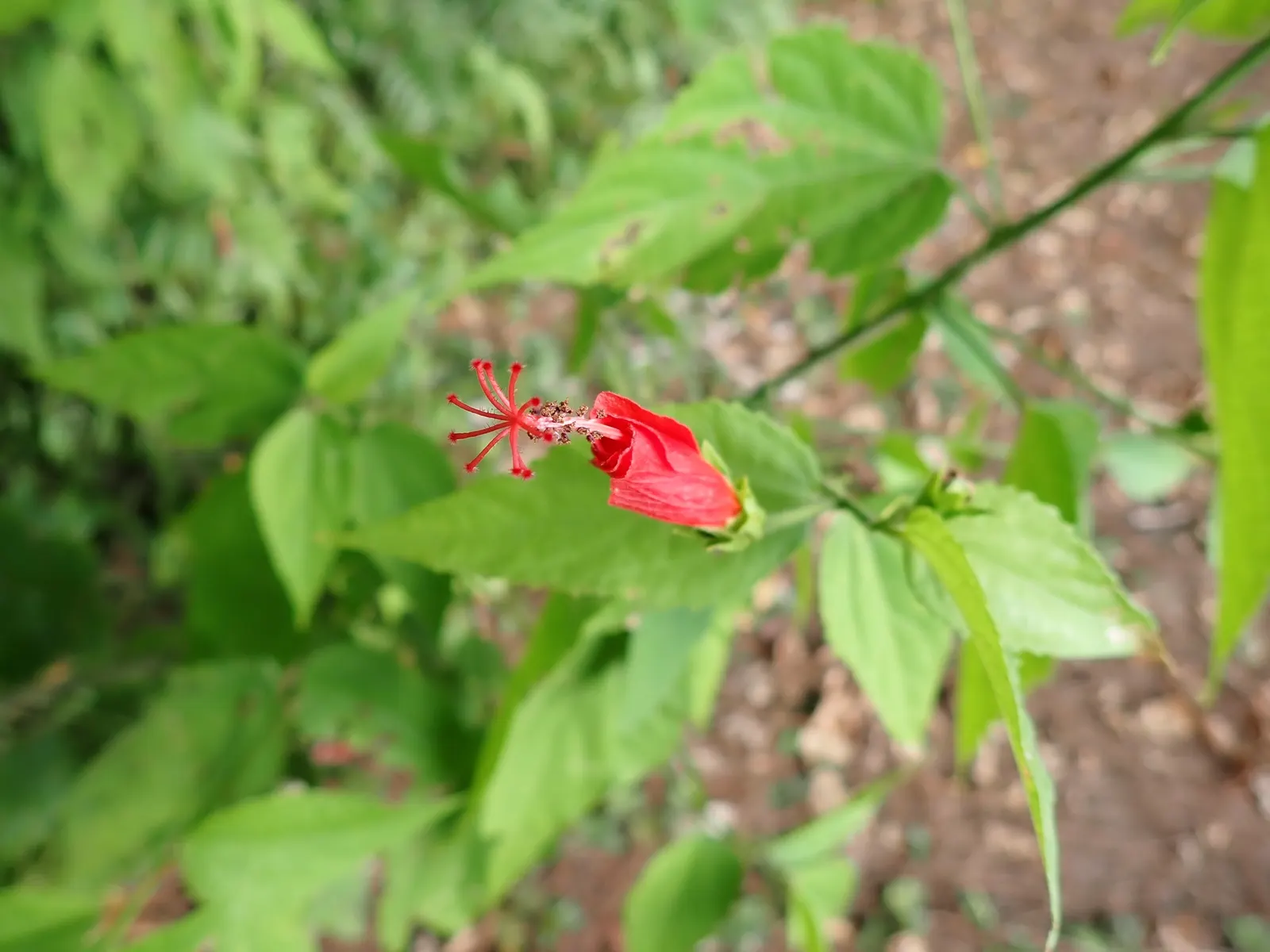 Giant Turk's Cap, Wax Mallow (Malvaviscus Arboreus) — Hardiness is typically from USDA zones 7 through 11.<br><br>When informing clients about the, image 61