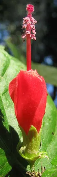Giant Turk's Cap, Wax Mallow (Malvaviscus Arboreus) — is a vibrant and attractive flowering shrub native to the southeastern United States, image 74