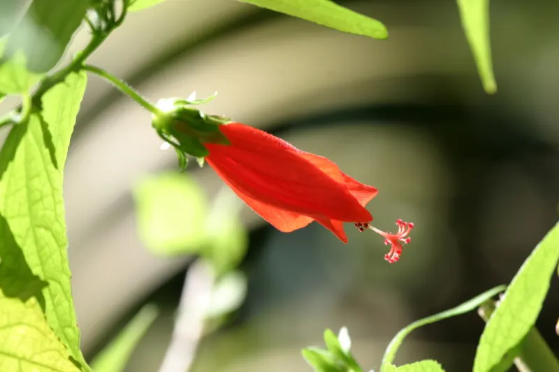 Giant Turk's Cap, Wax Mallow (Malvaviscus Arboreus) — the Giant Turk's Cap forms a dense