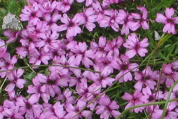 Moss Campion (Silene Acaulis) — this hardy plant sprouts from a woody base and forms a low