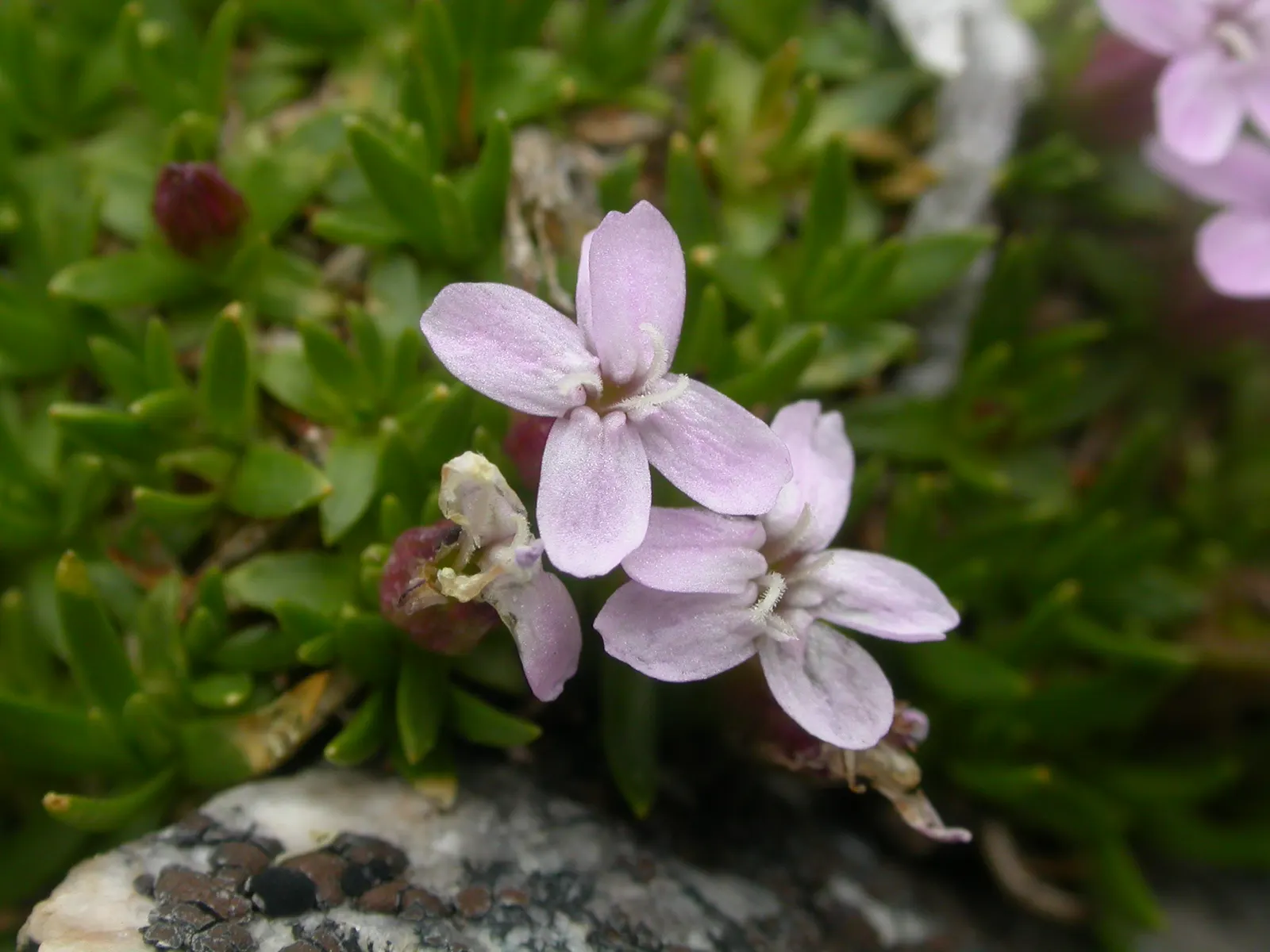 Moss Campion (Silene Acaulis) — This species is tolerant of cold temperatures; withstanding USDA hardiness zones 3 through 7, image 70