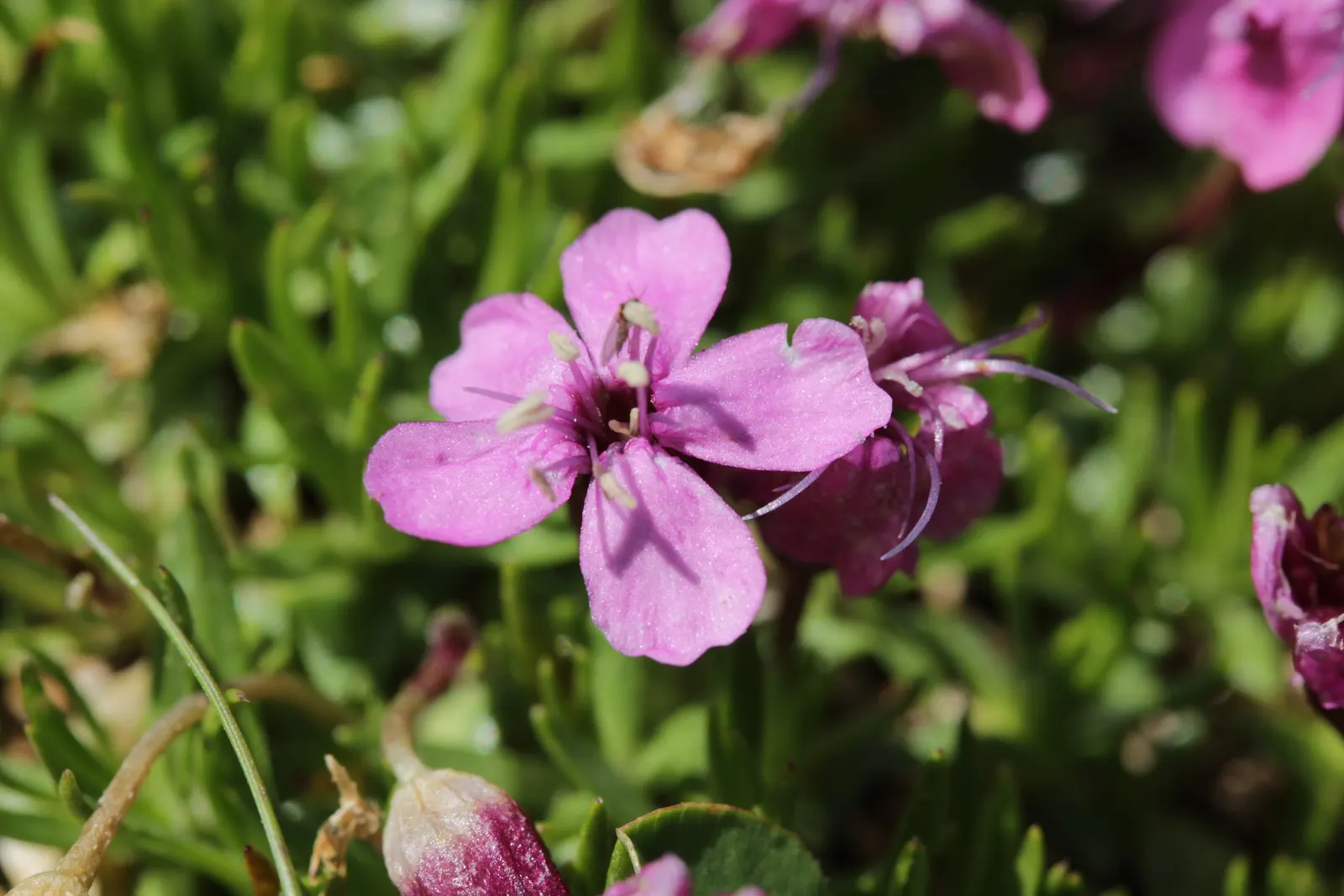 Moss Campion (Silene Acaulis) — pink flowers in the garden; with a spread of 6 to 12 inches.<br><br>The foliage of Moss Campion consists of tiny, image 76