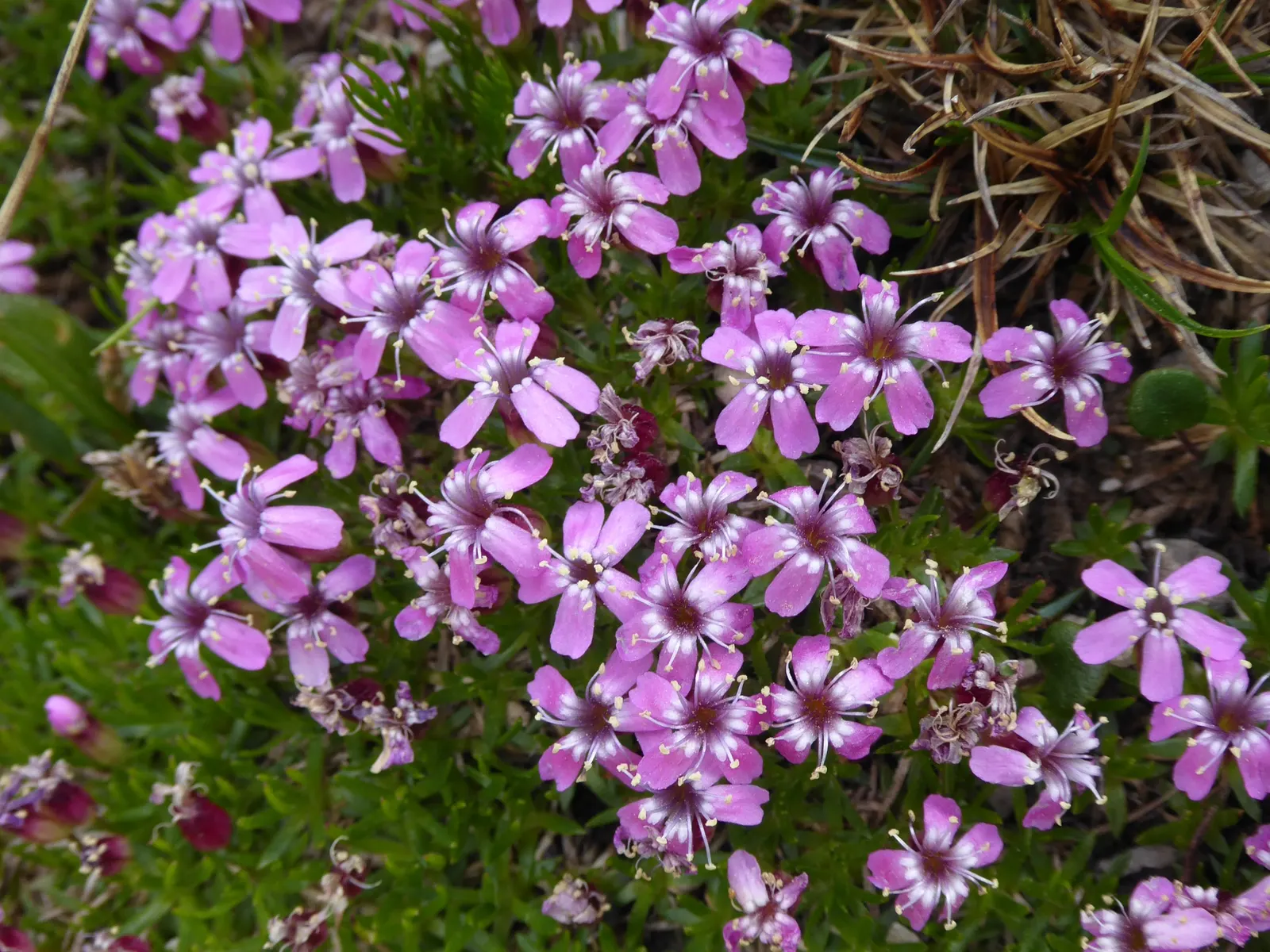 Moss Campion (Silene Acaulis) — enriching the biodiversity of your garden.<br><br>For optimal growth; pink flowers in the garden, image 67