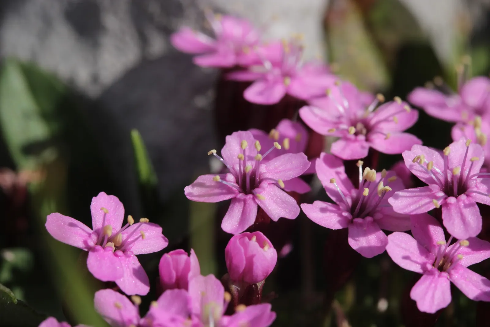 Moss Campion (Silene Acaulis) — this hardy plant sprouts from a woody base and forms a low; and demonstrates excellent drought resistance once established