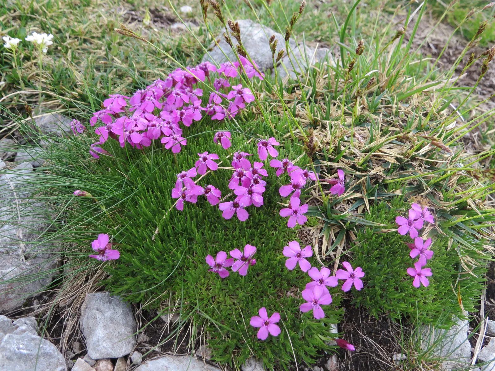 Moss Campion (Silene Acaulis) — Hardy and cold-resistant, it requires well-drained soil and full sun to partial shade conditions