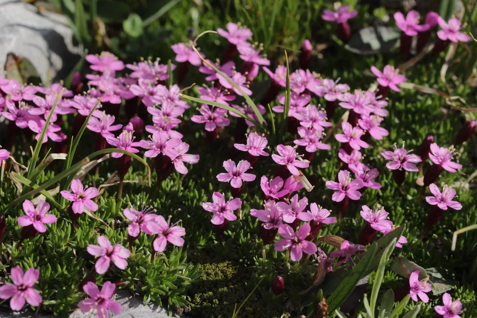 Moss Campion (Silene Acaulis) — withstanding USDA hardiness zones 3 through 7; perennial for half or shade, image 97