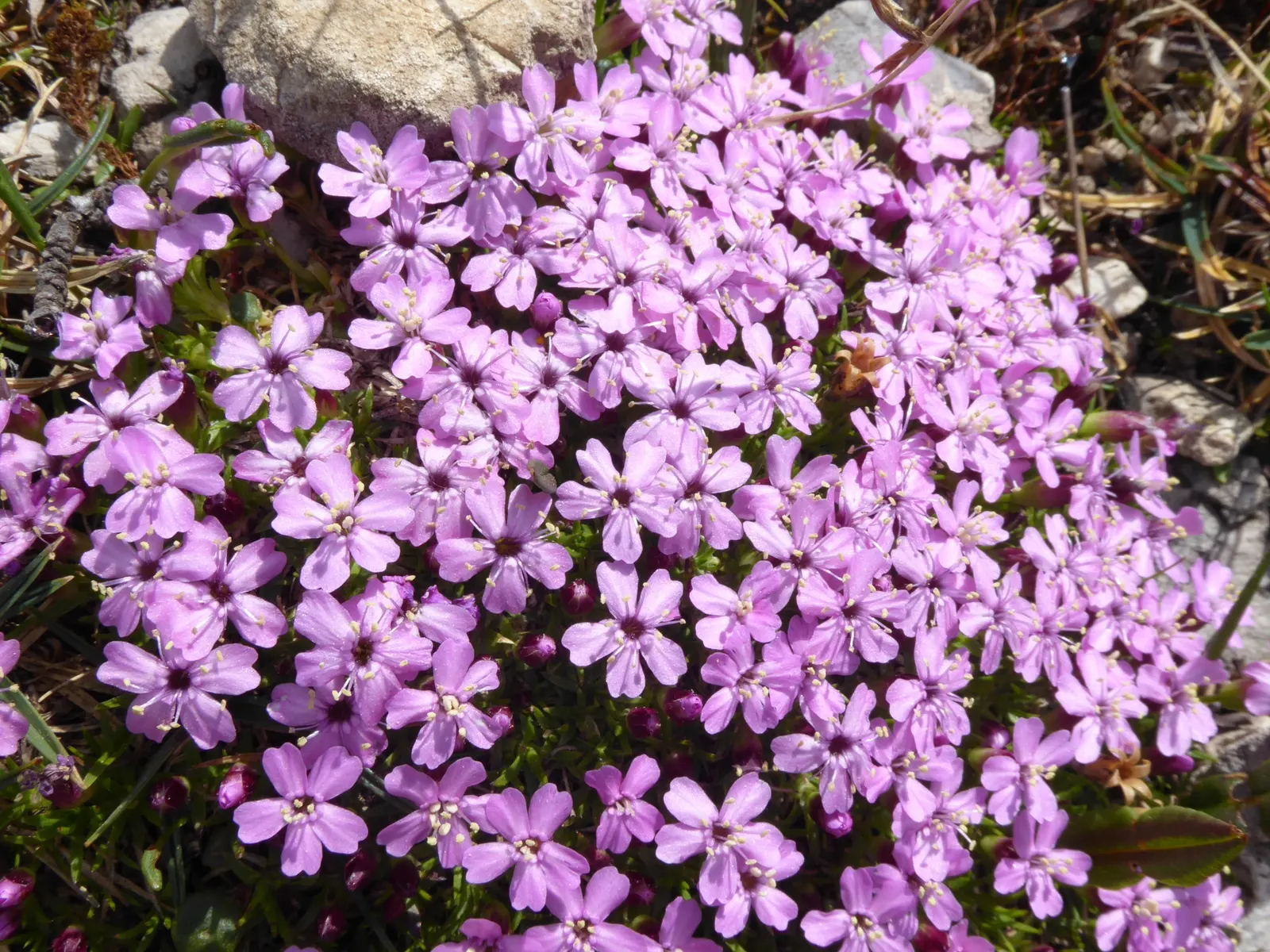 Moss Campion (Silene Acaulis) — ground-hugging mat approximately 1 to 6 inches in height; mat-forming perennial that flourishes in alpine, image 60