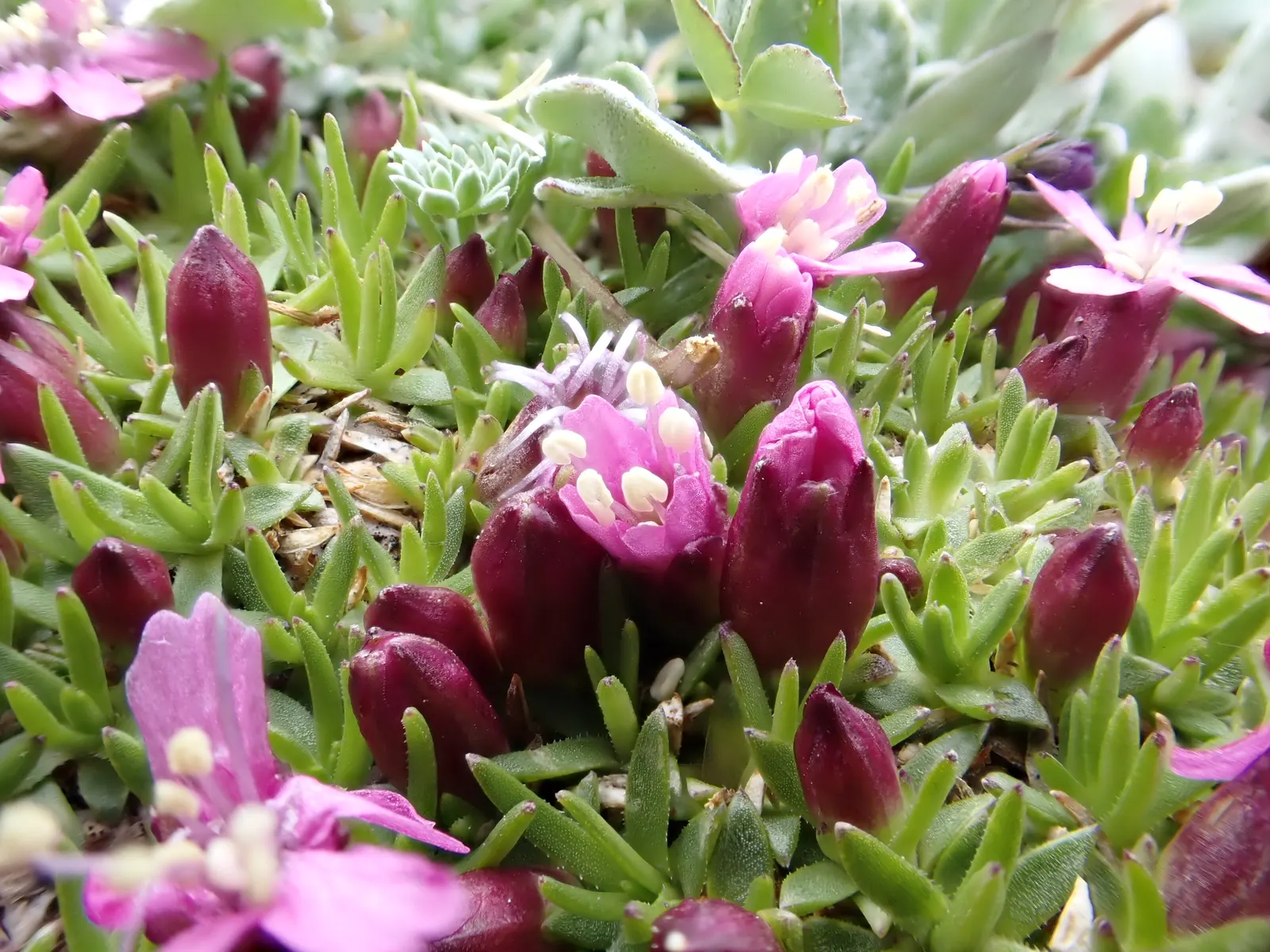 Moss Campion (Silene Acaulis) — This species is tolerant of cold temperatures; withstanding USDA hardiness zones 3 through 7