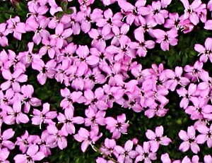 Moss Campion (Silene Acaulis) — perennial for half or shade; ground cover that thrives with minimal attention