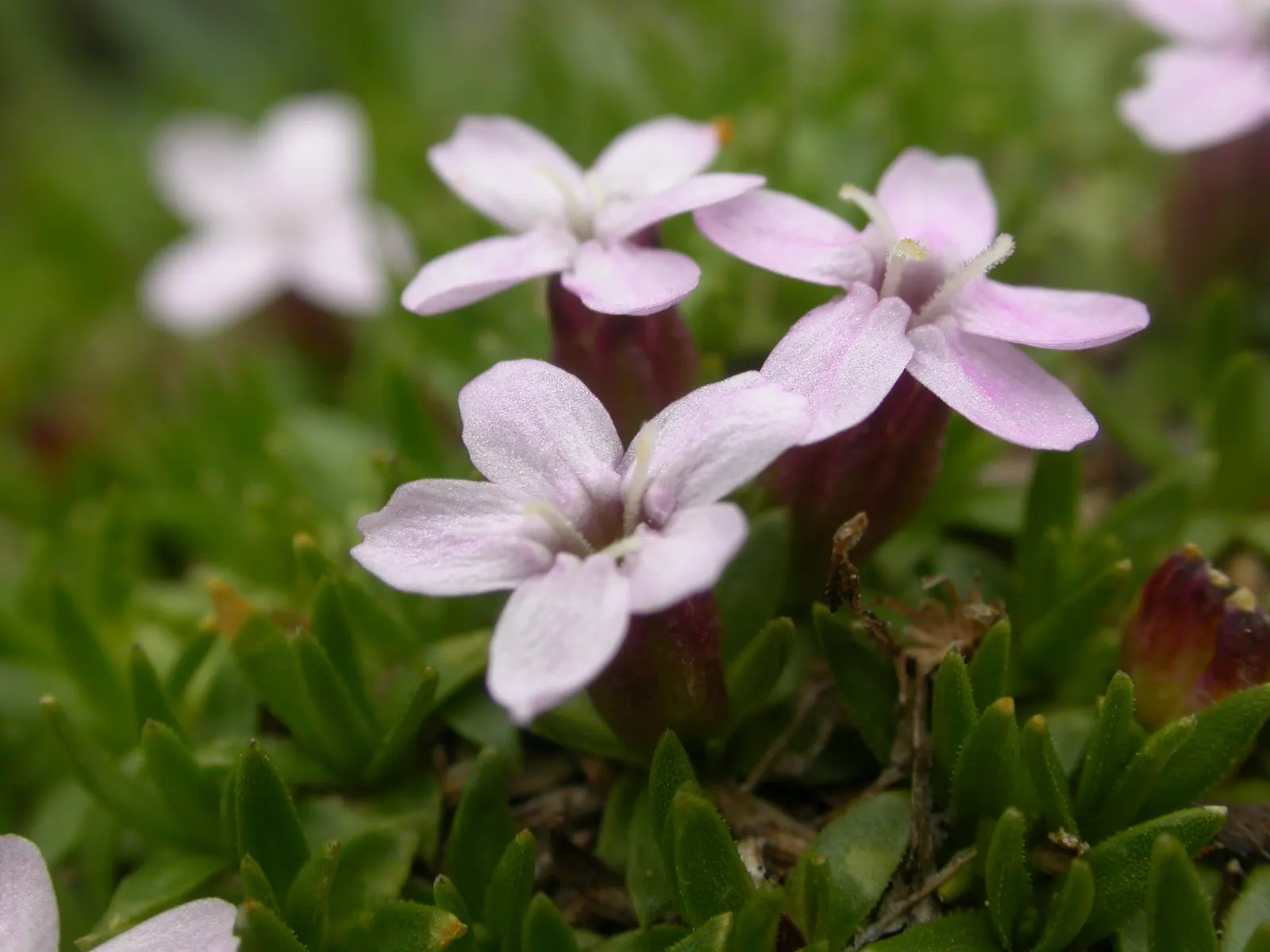 Moss Campion (Silene Acaulis) — pink flowers in the garden; with a spread of 6 to 12 inches.<br><br>The foliage of Moss Campion consists of tiny