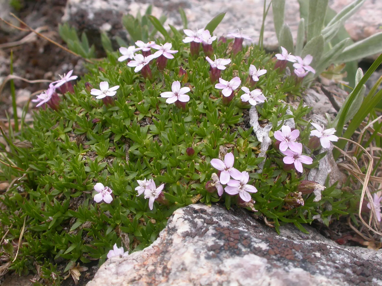 Moss Campion (Silene Acaulis) — Ideal for a textural ground cover