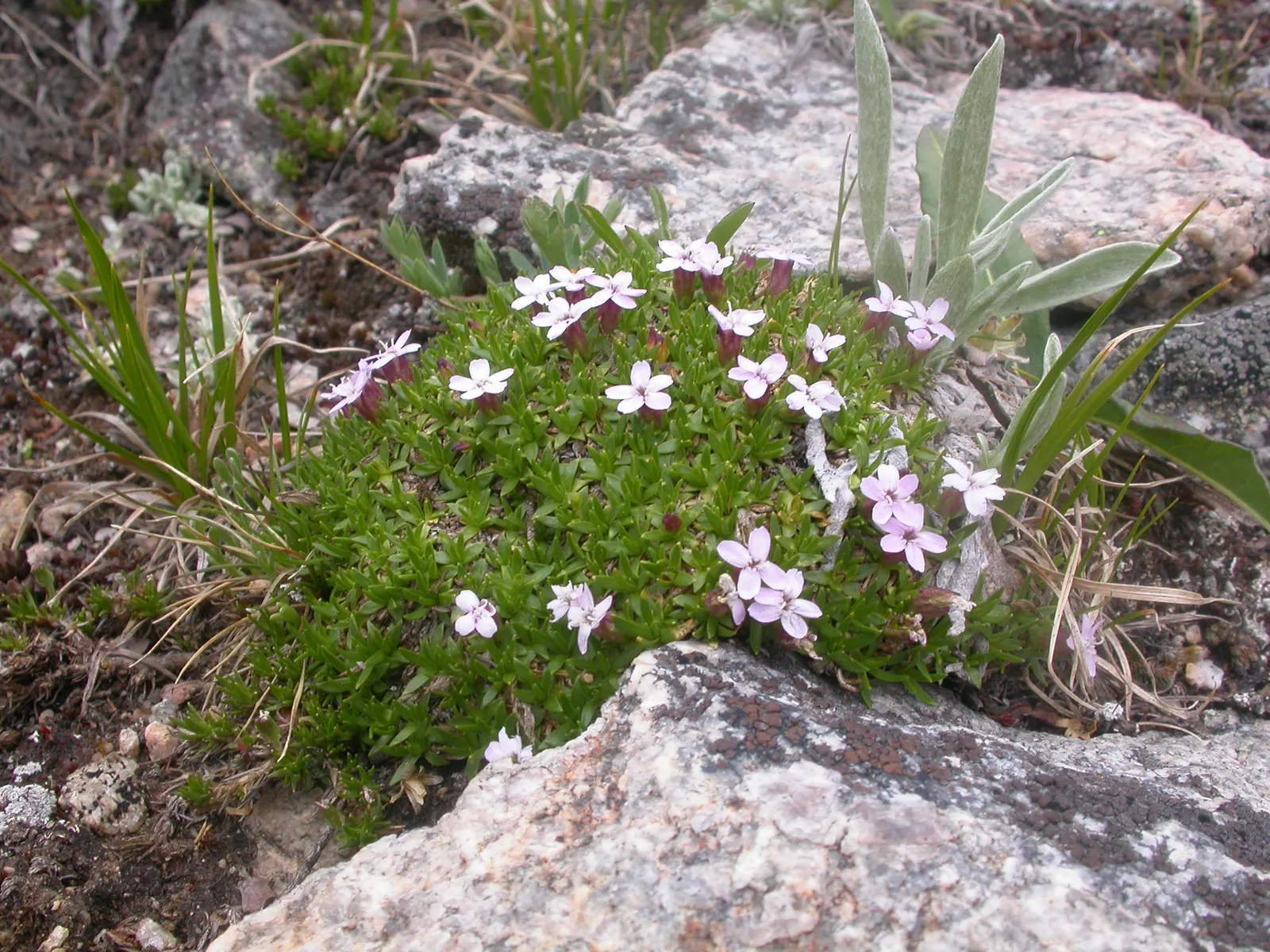 Moss Campion (Silene Acaulis) — Silene acaulis requires full sun and well-drained; ideal for a textural ground cover, image 68