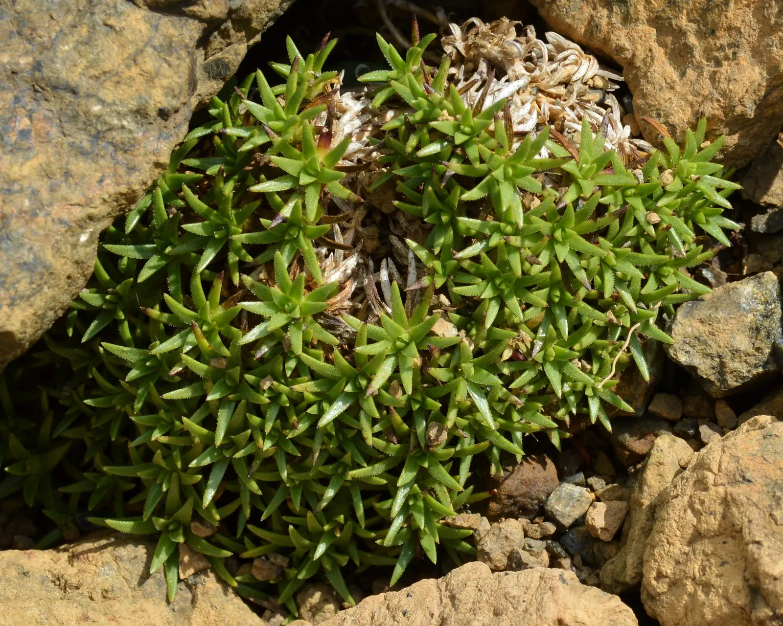 Moss Campion (Silene Acaulis) — particularly effective in rock gardens or as an accent in crevices and along stone pathways; each around 0.5 to 1, image 58