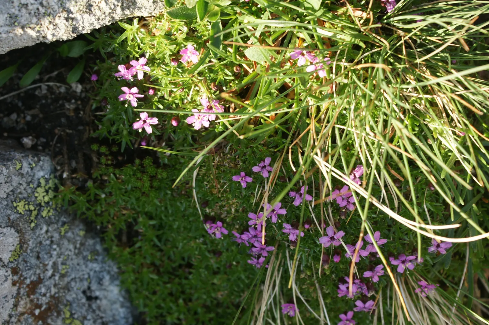 Moss Campion (Silene Acaulis) — with a spread of 6 to 12 inches.<br><br>The foliage of Moss Campion consists of tiny; ground-hugging mat approximately 1 to 6