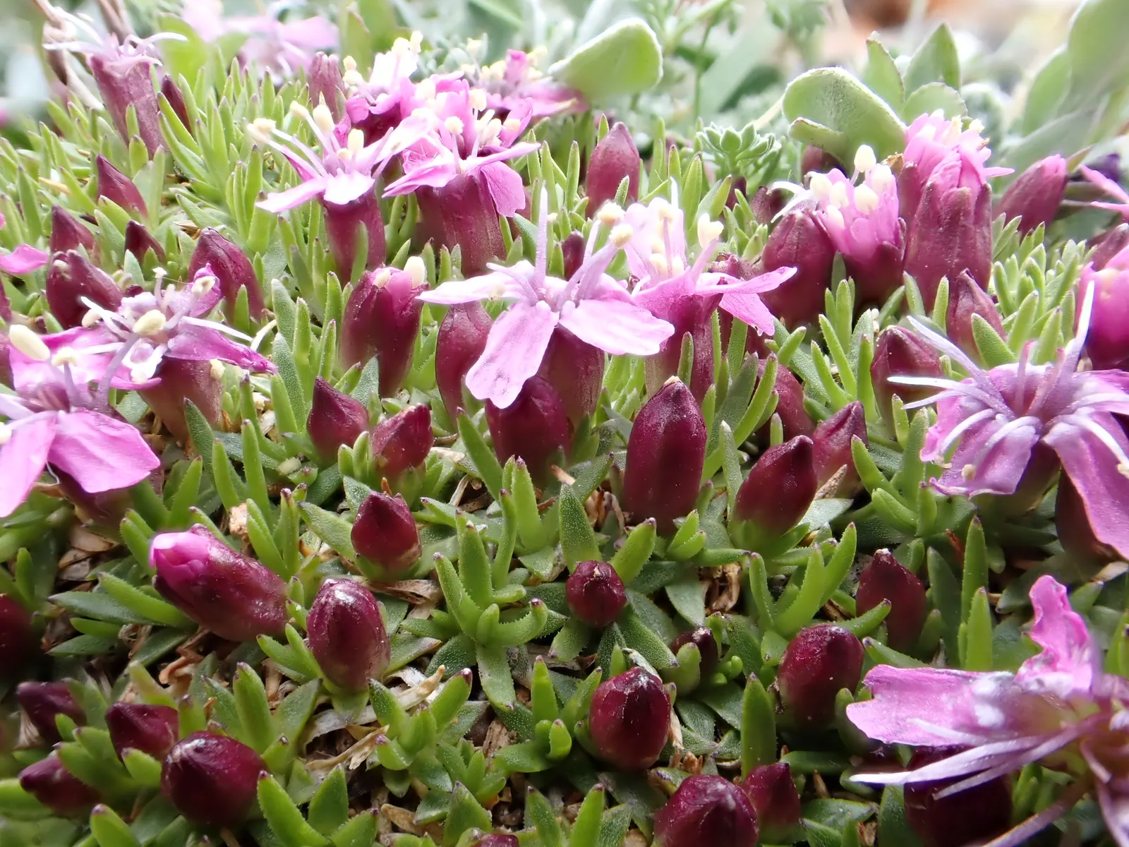 Moss Campion (Silene Acaulis) — Hardy and cold-resistant, it requires well-drained soil and full sun to partial shade conditions; perennial with, image 108
