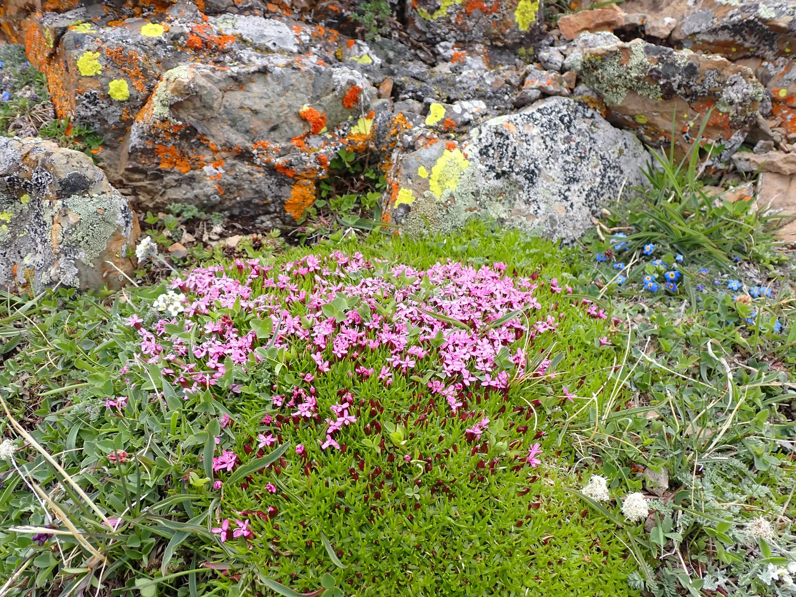 Moss Campion (Silene Acaulis) — perennial for half or shade; ground cover that thrives with minimal attention, image 78