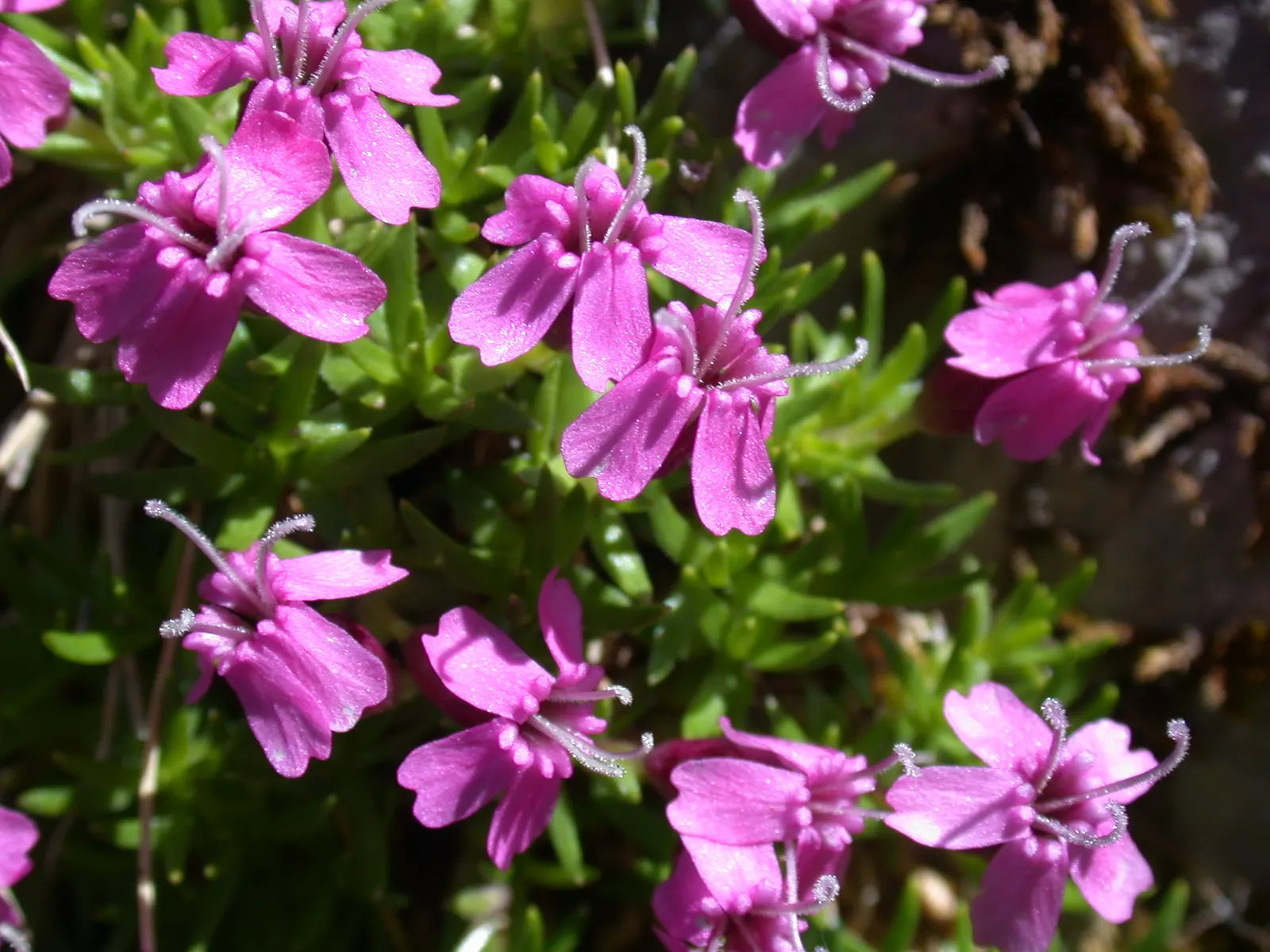 Moss Campion (Silene Acaulis) — and are just about 0.2 to 0.4 inches long; enriching the biodiversity of your garden.<br><br>For optimal growth, image 88