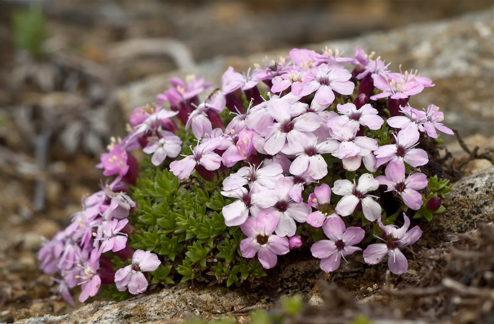 Moss Campion (Silene Acaulis) — sandy or gravelly soil with a neutral to slightly alkaline pH; bright pink to purple flowers