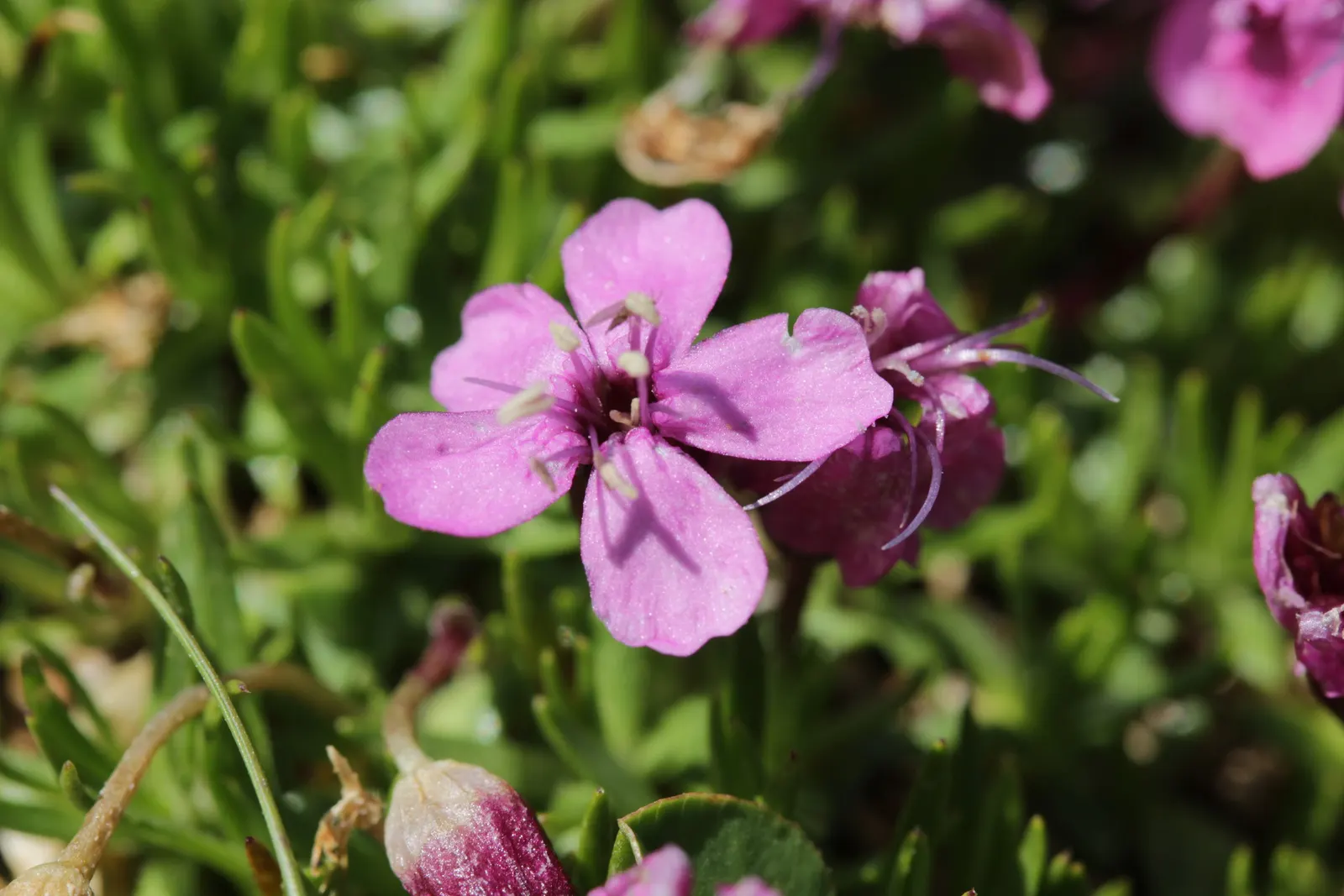 Moss Campion (Silene Acaulis) — These star-shaped blooms offer a delightful pop of color and attract pollinators such as bees and butterflies