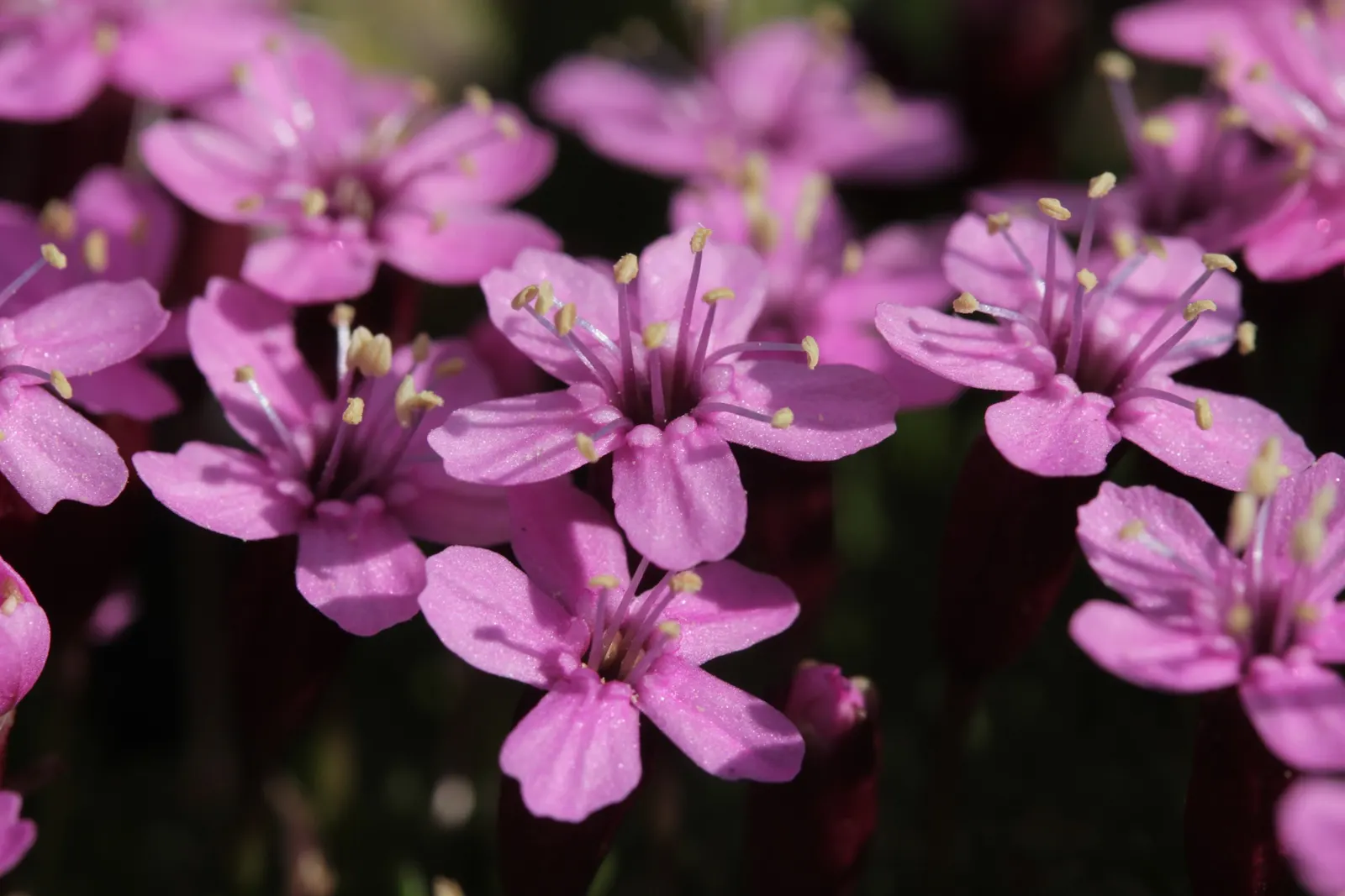 Moss Campion (Silene Acaulis) — Regular watering is necessary only during prolonged dry spells; making it a low-maintenance choice for the, image 100