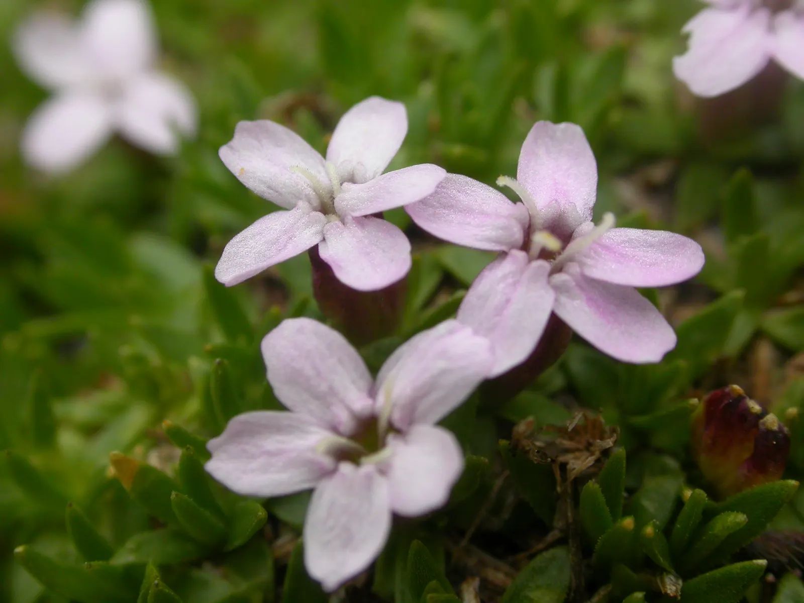 Moss Campion (Silene Acaulis) — each around 0.5 to 1 inch in diameter; and are just about 0.2 to 0.4 inches long