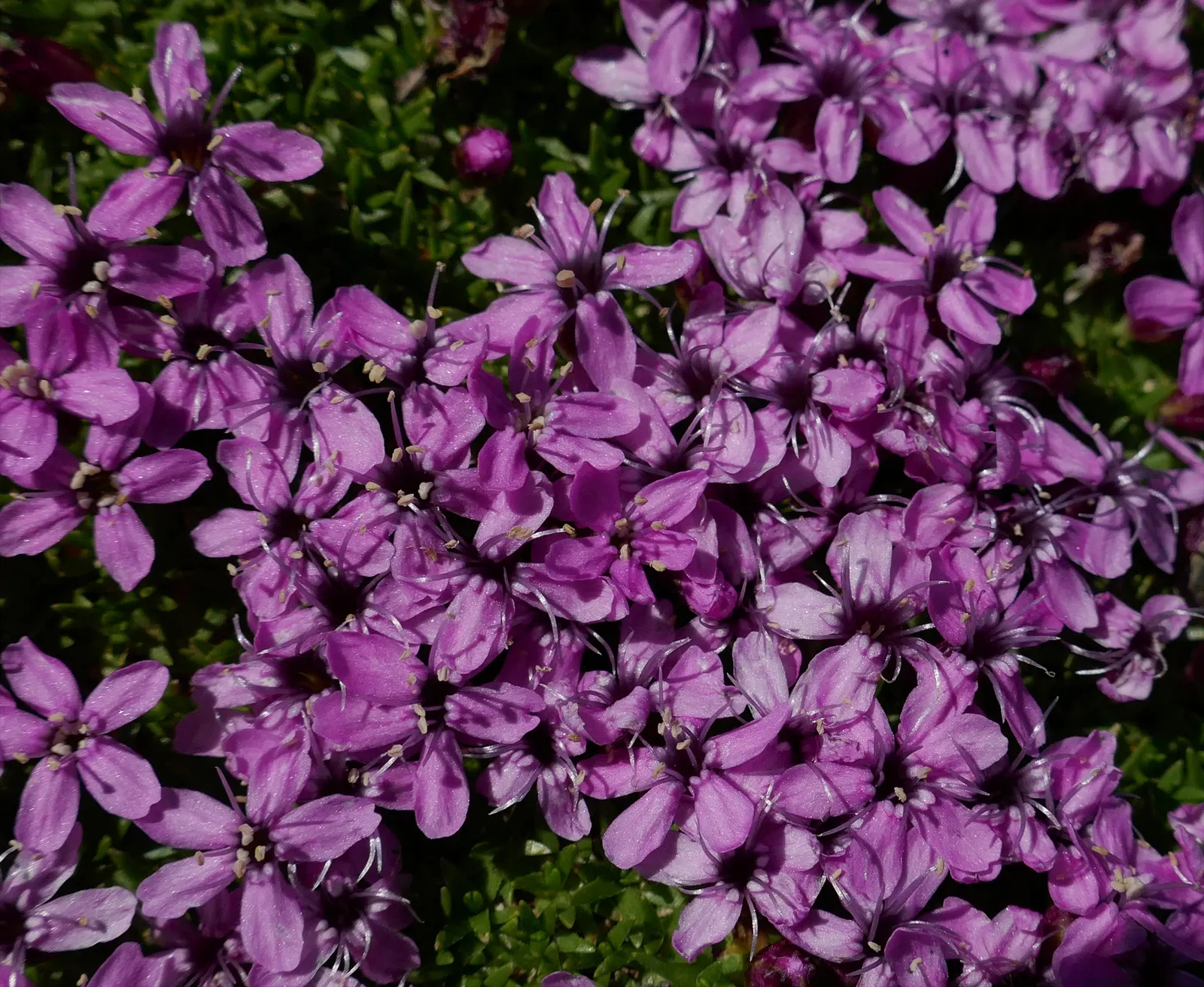Moss Campion (Silene Acaulis) — From late spring to early summer, it produces vibrant pink blooms that add a splash of color to rock gardens; this, image 55