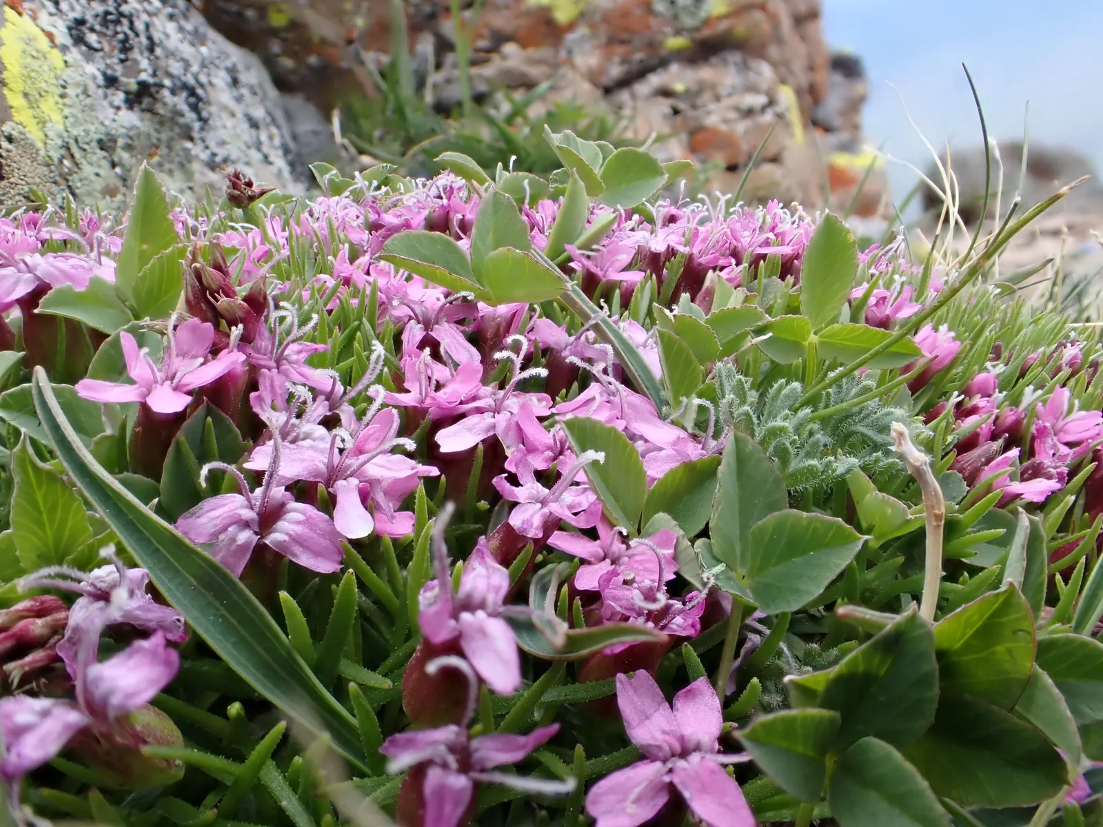 Moss Campion (Silene Acaulis) — each around 0.5 to 1 inch in diameter