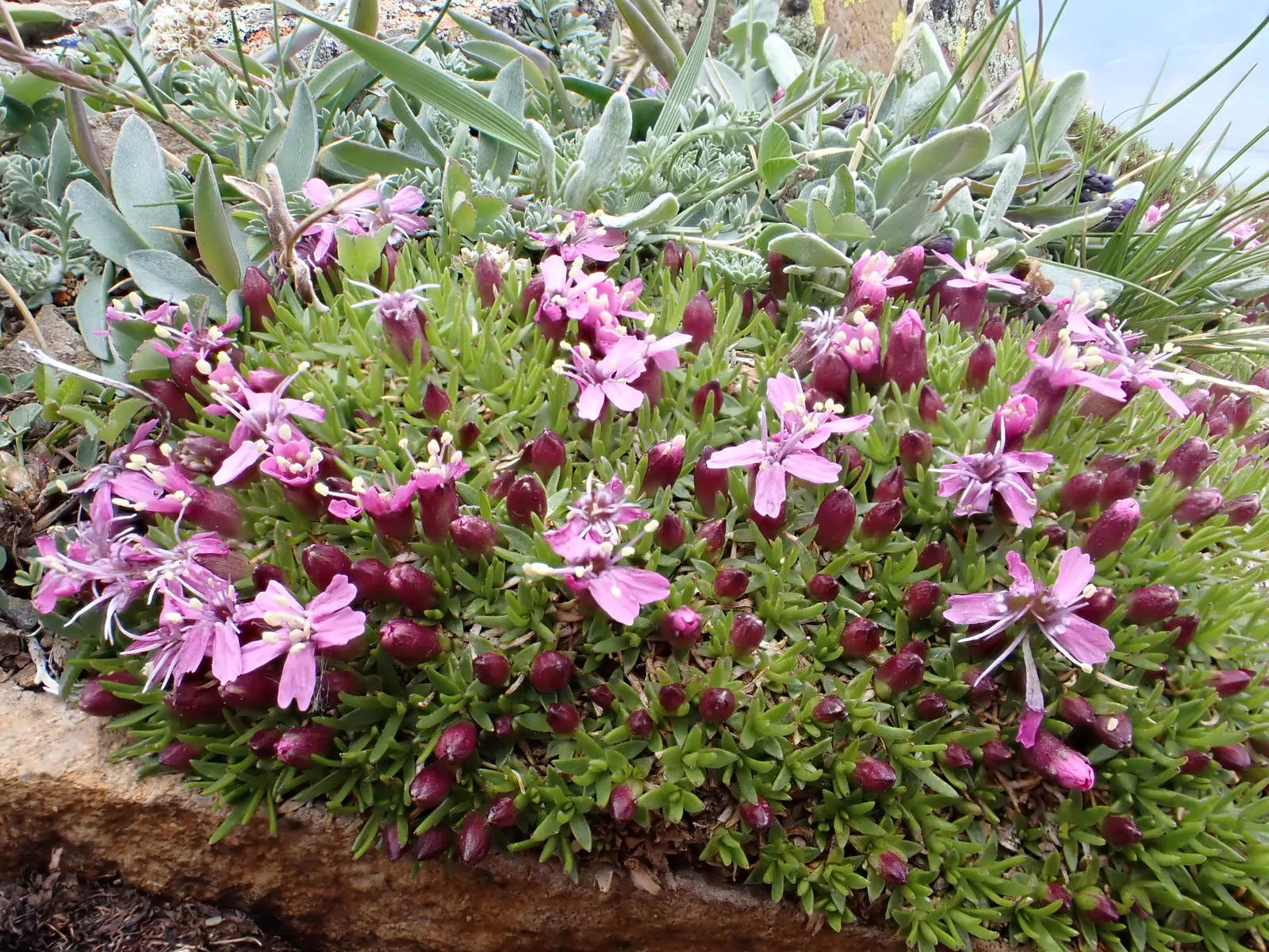Moss Campion (Silene Acaulis) — pink flowers in the garden