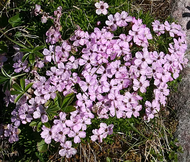 Moss Campion (Silene Acaulis) — withstanding USDA hardiness zones 3 through 7