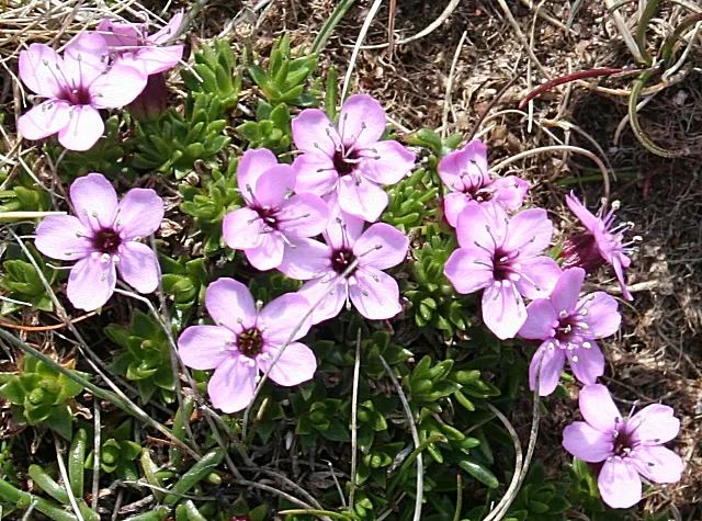 Moss Campion (Silene Acaulis) — perennial with pink blooms; silene acaulis requires full sun and well-drained