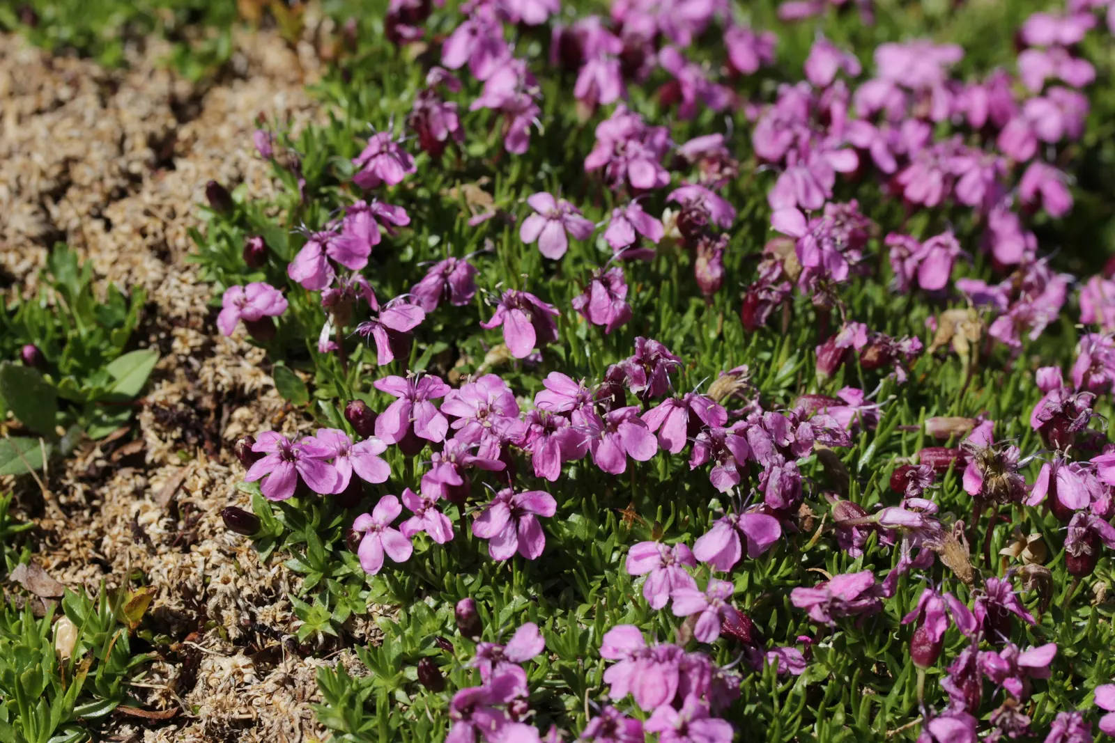 Moss Campion (Silene Acaulis) — bright pink to purple flowers; from late spring to early summer, it produces vibrant pink blooms that add a splash, image 90