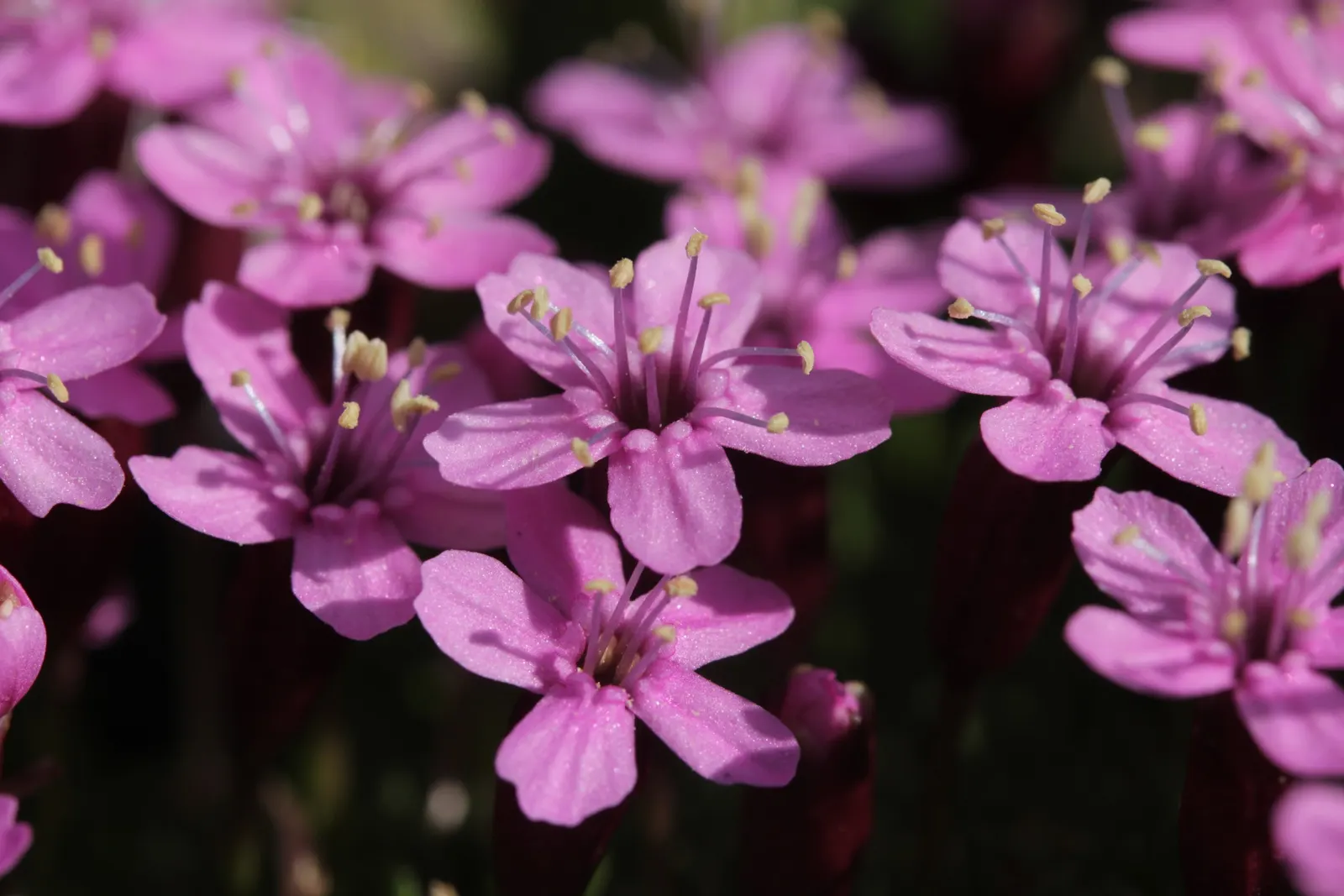 Moss Campion (Silene Acaulis) — Ideal for a textural ground cover; particularly effective in rock gardens or as an accent in crevices and along stone pathways