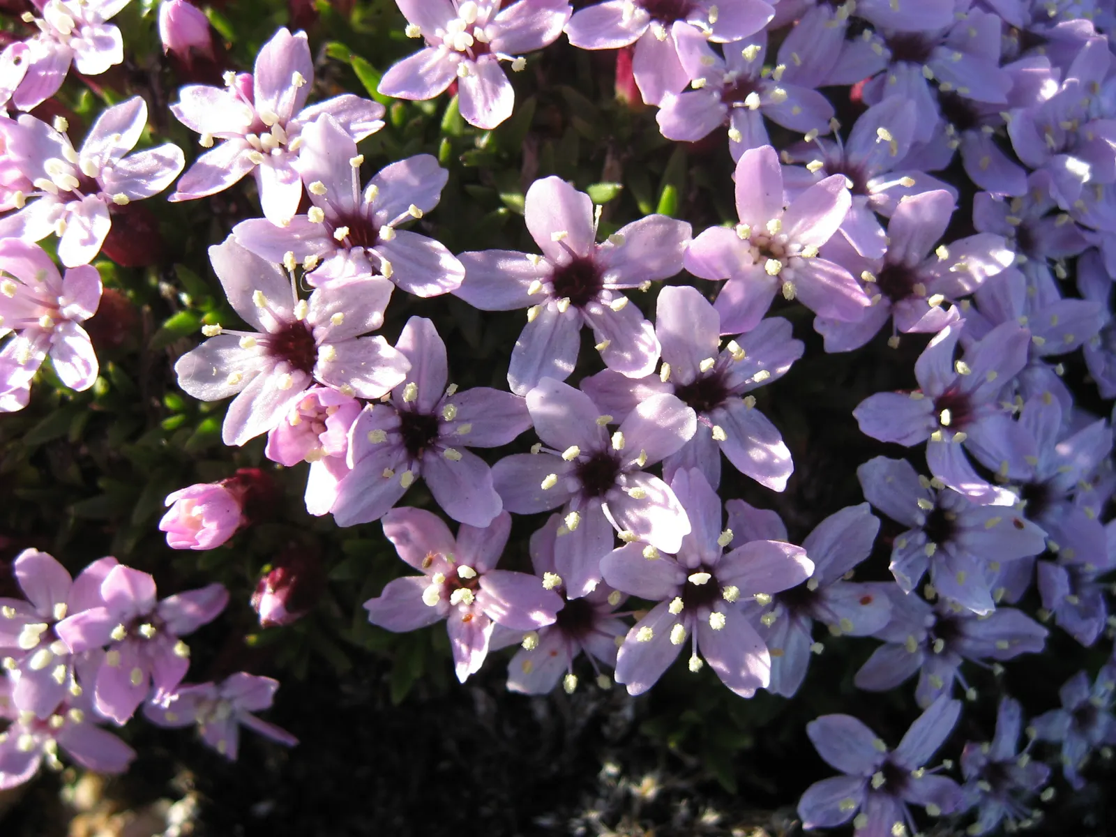 Moss Campion (Silene Acaulis) — ground cover that thrives with minimal attention; it stands 1-3 inches tall and spreads 6-12 inches wide, featuring, image 75