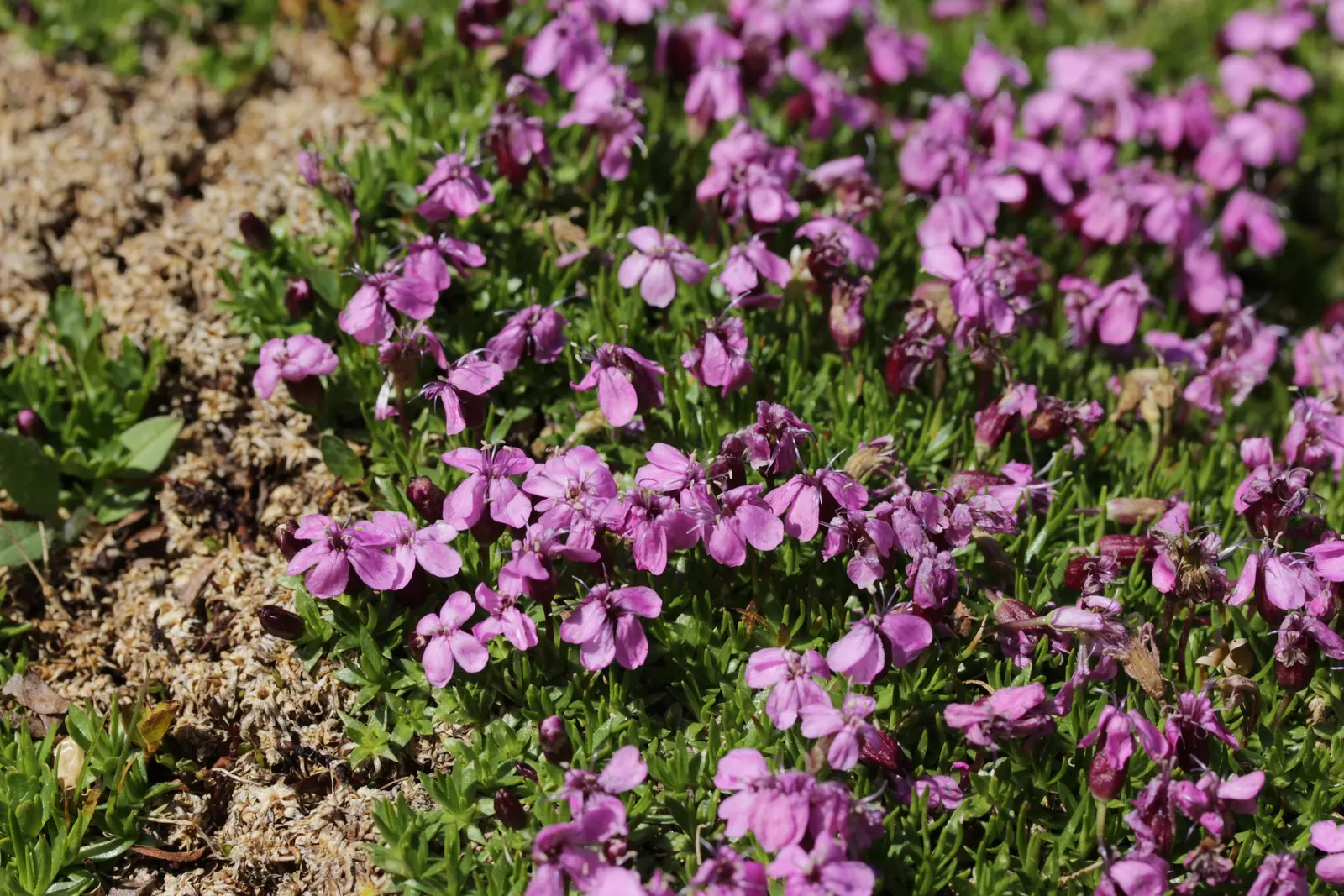 Moss Campion (Silene Acaulis) — each around 0.5 to 1 inch in diameter; and are just about 0.2 to 0.4 inches long, image 91