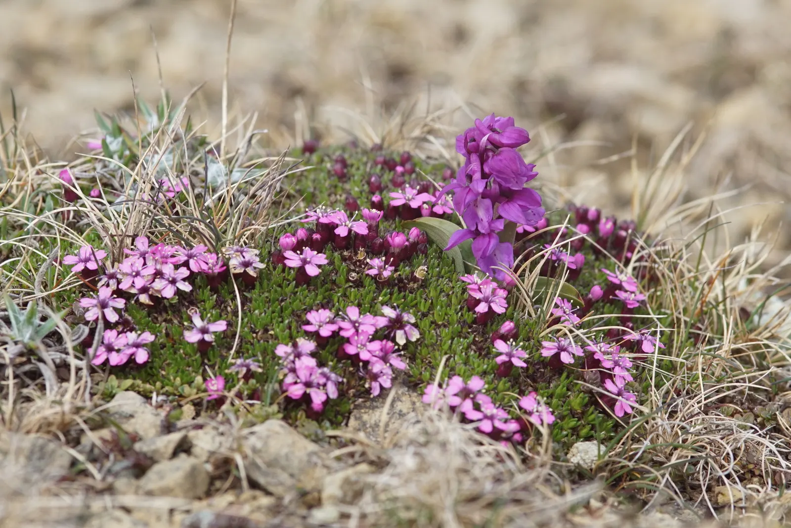 Moss Campion (Silene Acaulis) — making it a low-maintenance choice for the conscientious designer