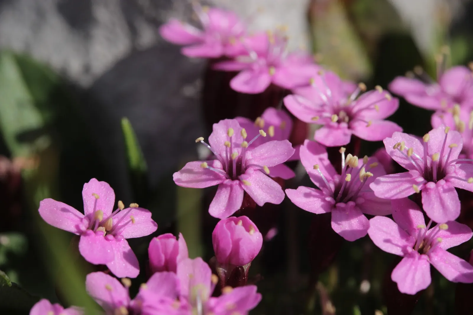 Moss Campion (Silene Acaulis) — this hardy plant sprouts from a woody base and forms a low; and demonstrates excellent drought resistance once, image 111