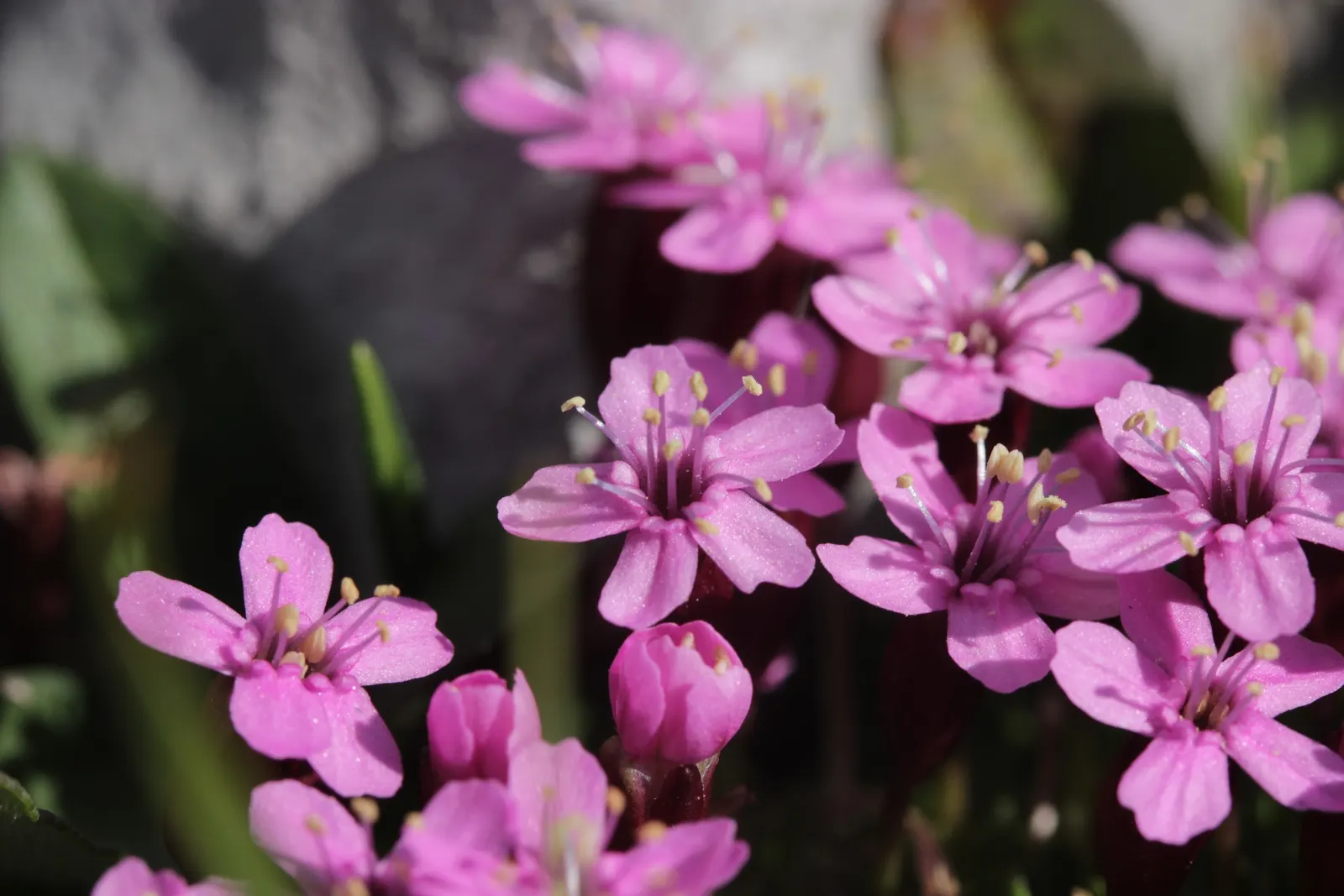 Moss Campion (Silene Acaulis) — mat-forming perennial that flourishes in alpine environments; hardy and cold-resistant, it requires well-drained, image 79