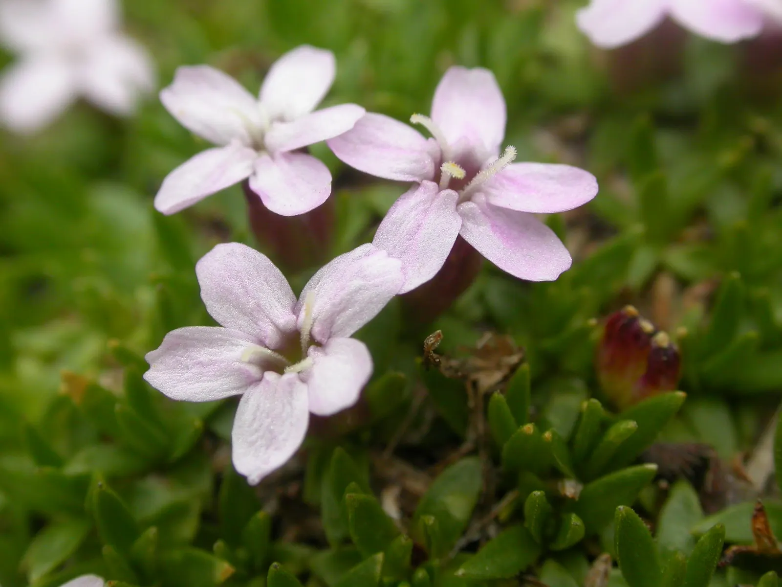 Moss Campion (Silene Acaulis) — and demonstrates excellent drought resistance once established