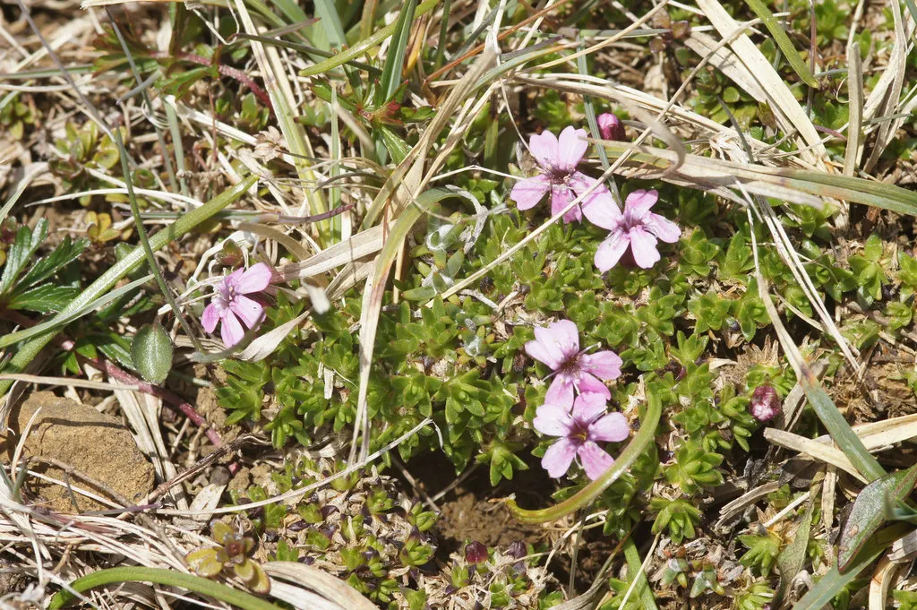 Moss Campion (Silene Acaulis) — ground cover that thrives with minimal attention