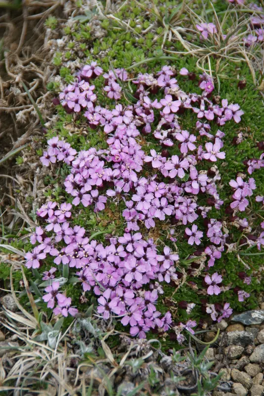 Moss Campion (Silene Acaulis) — this hardy plant sprouts from a woody base and forms a low; and demonstrates excellent drought resistance once, image 59