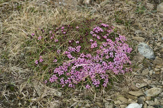 Moss Campion (Silene Acaulis) — sandy or gravelly soil with a neutral to slightly alkaline pH; bright pink to purple flowers, image 95