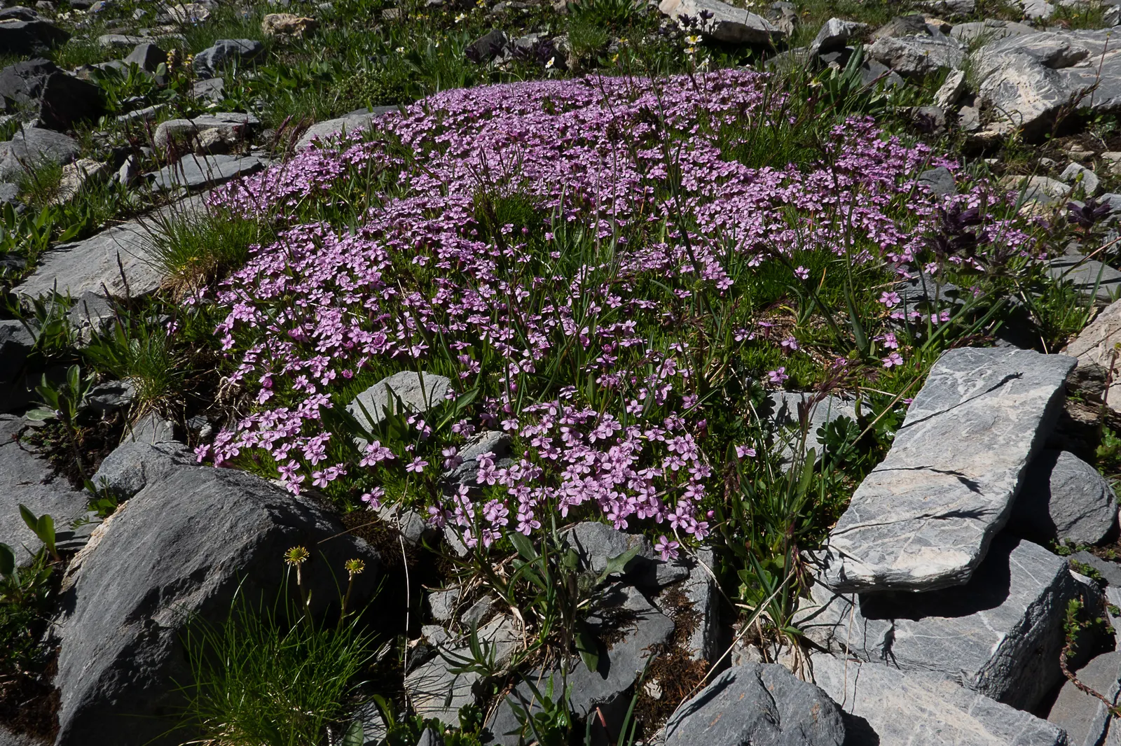 Moss Campion (Silene Acaulis) — ground-hugging mat approximately 1 to 6 inches in height; mat-forming perennial that flourishes in alpine, image 86